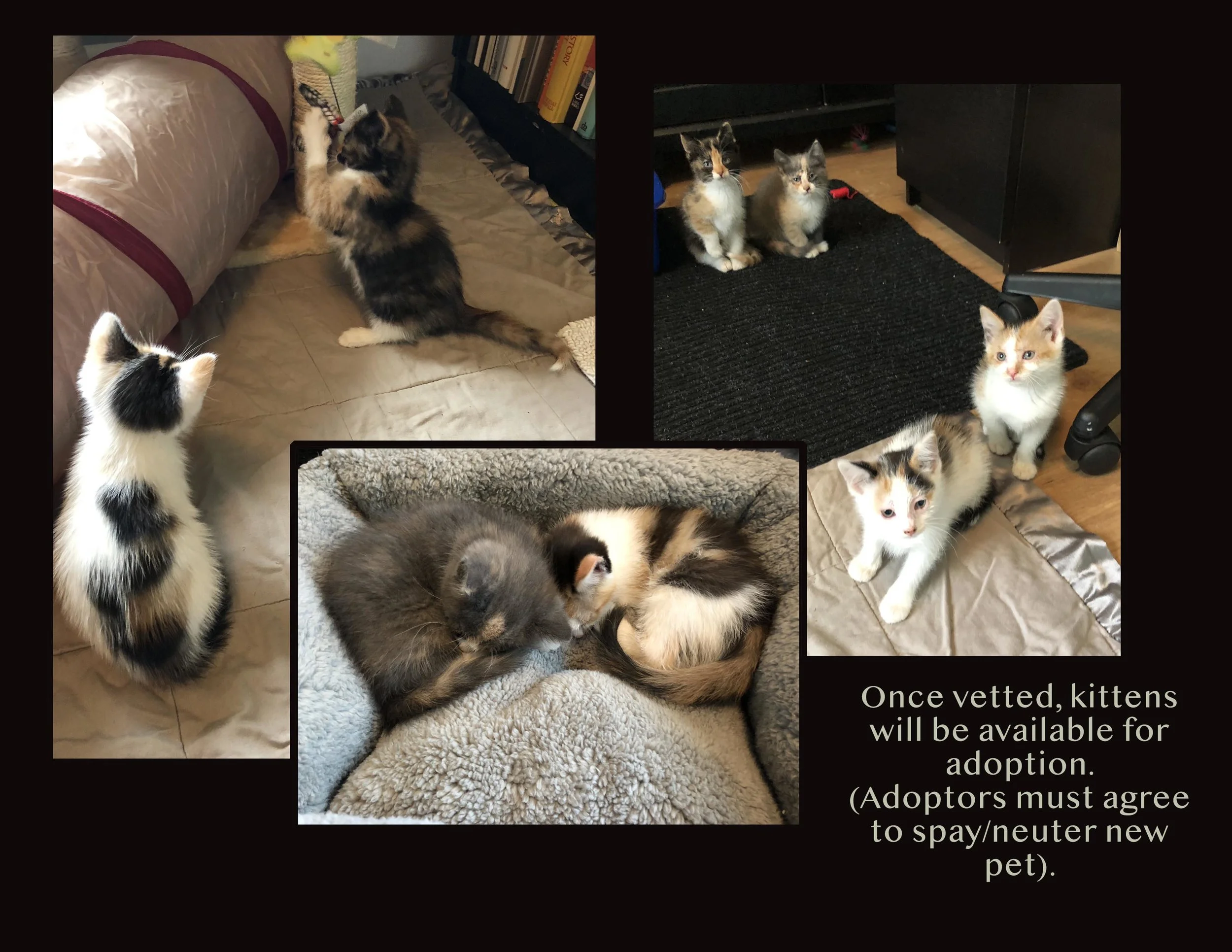 kittenpics.jpg