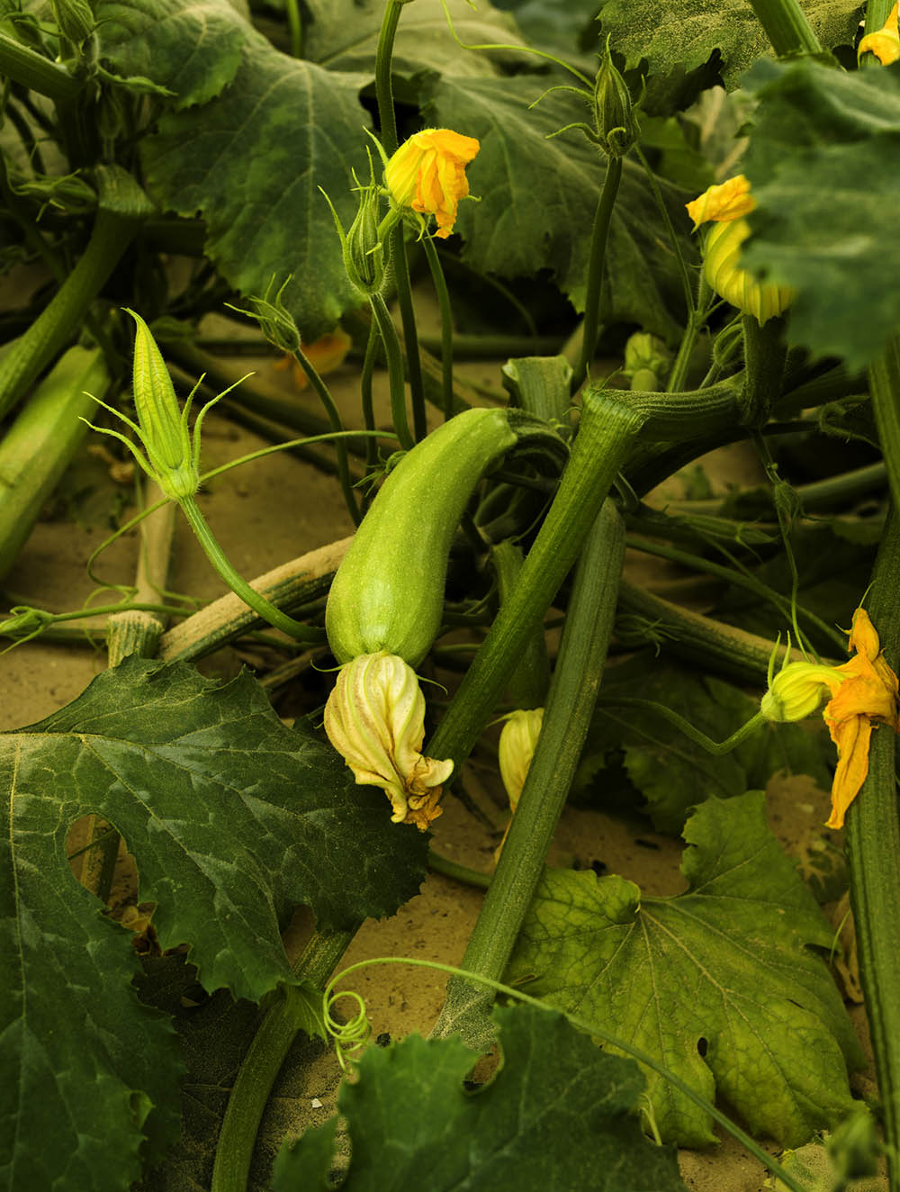 Zucchini plants grown from the sands of the Arava Desert. Photo by and © Vision Studio