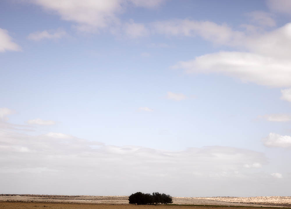 Trees planted in a depression to hold rainwater in the Negev. Photo by and © 2016 Vision Studio 