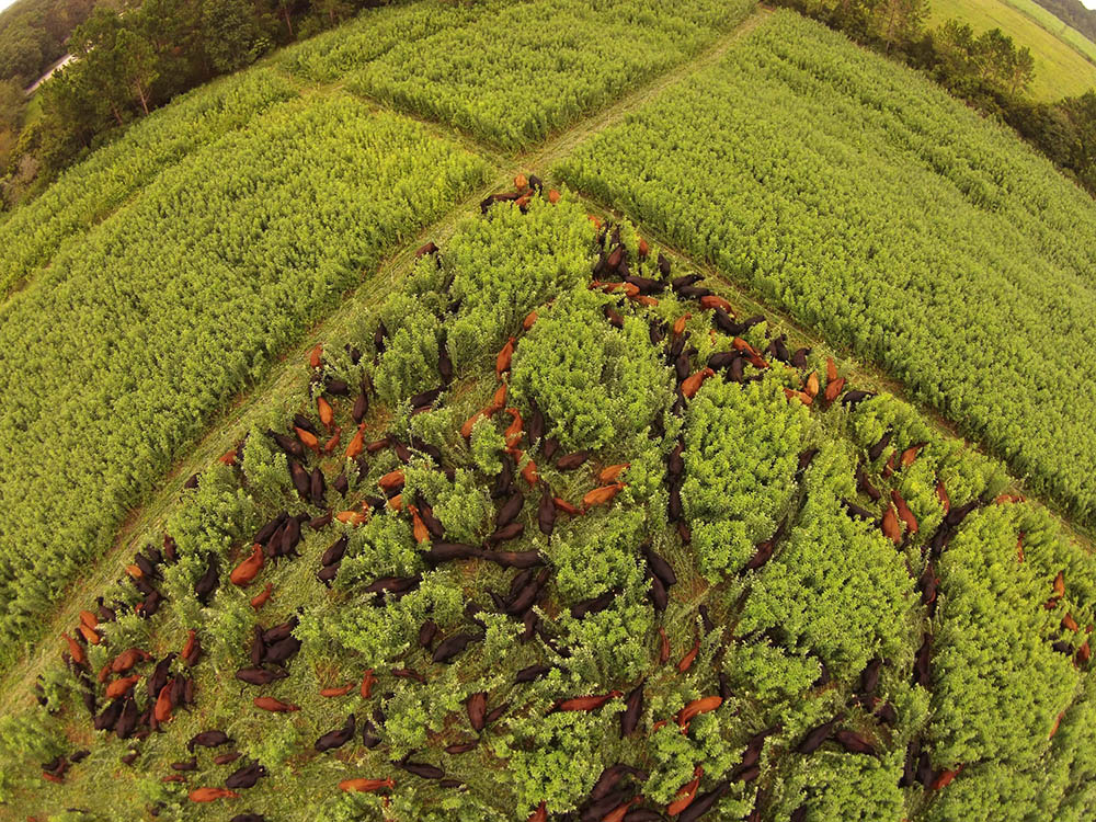 An aerial view, shows cows moving through the lush cover crop on a U.S. farm after the earth has been treated with biochar and tended organically. Photo courtesy Michael Arison