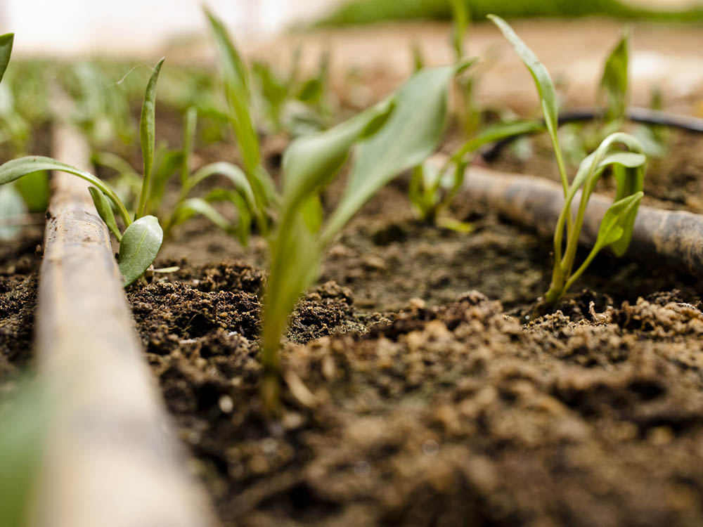 In a greenhouse in the Negev Desert, water is meted out to plants with drip irrigation. Photo by and © 2016 Vision Studio 