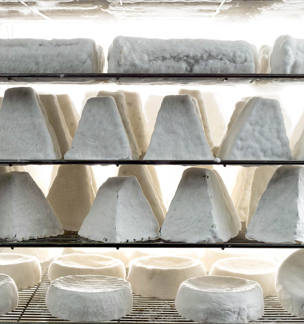 Shai Seltzer's Har Eitan Farm goat cheeses. Photo by and © Vision Studio