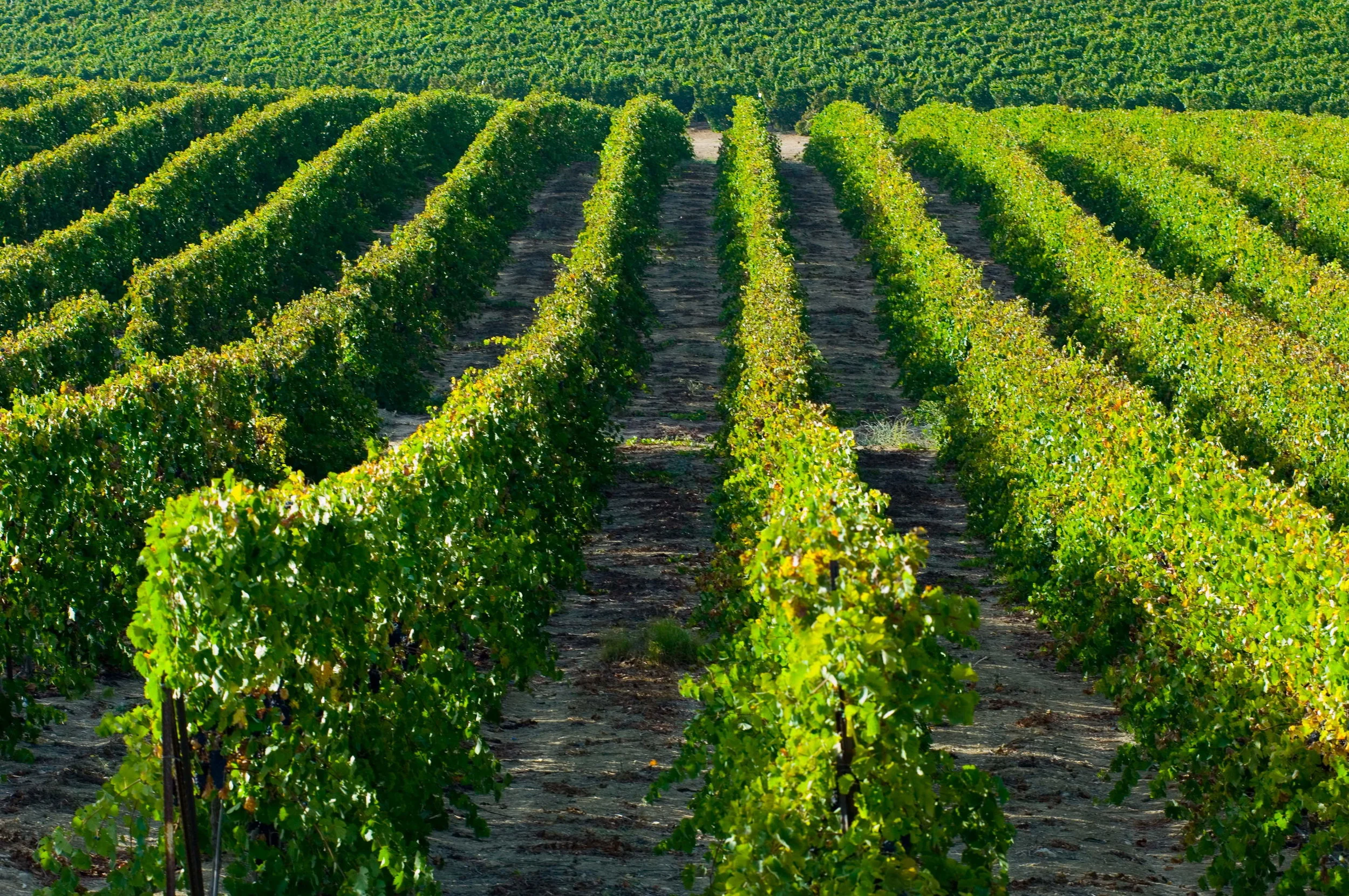 Carmel Winery's Kayoumi vineyard in the Gallilee. Photo courtesy Carmel Winery