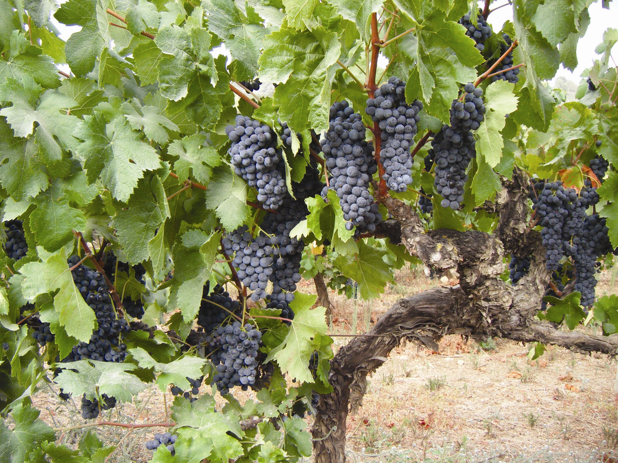 Kayoumi vineyard in the Galilee. Photo courtesy Carmel Winery