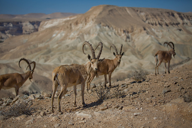 Goats near Kibbutz SdeBoker. Photo by Dafna Tal, courtesy Israeli Ministry of Tourism and Creative Commons