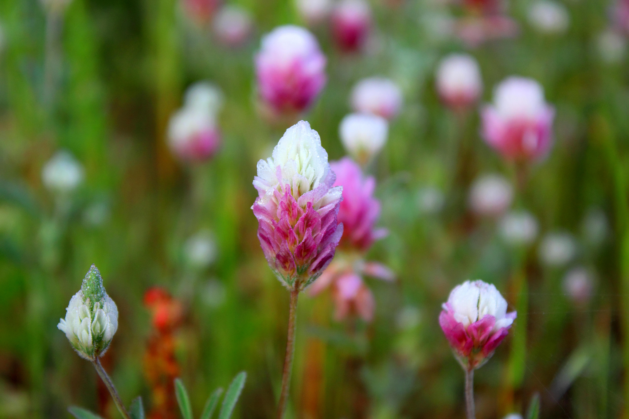 Bicolor clover (Trifolium dichroantum). Photo by Janie Easterman
96
Normal
0
false
false
false
EN-US
X-NONE
X-NONE
/* Style Definitions */
table.MsoNormalTable
{mso-style-name:"Table Normal";
mso-tstyle-rowband-size:0;
mso-tstyle-colband-size:0;
mso-style-noshow:yes;
mso-style-priority:99;
mso-style-parent:"";
mso-padding-alt:0in 5.4pt 0in 5.4pt;
mso-para-margin:0in;
mso-para-margin-bottom:.0001pt;
mso-pagination:widow-orphan;
font-size:12.0pt;
font-family:Calibri;
mso-ascii-font-family:Calibri;
mso-ascii-theme-font:minor-latin;
mso-hansi-font-family:Calibri;
mso-hansi-theme-font:minor-latin;}
courtesy Creative Commons .