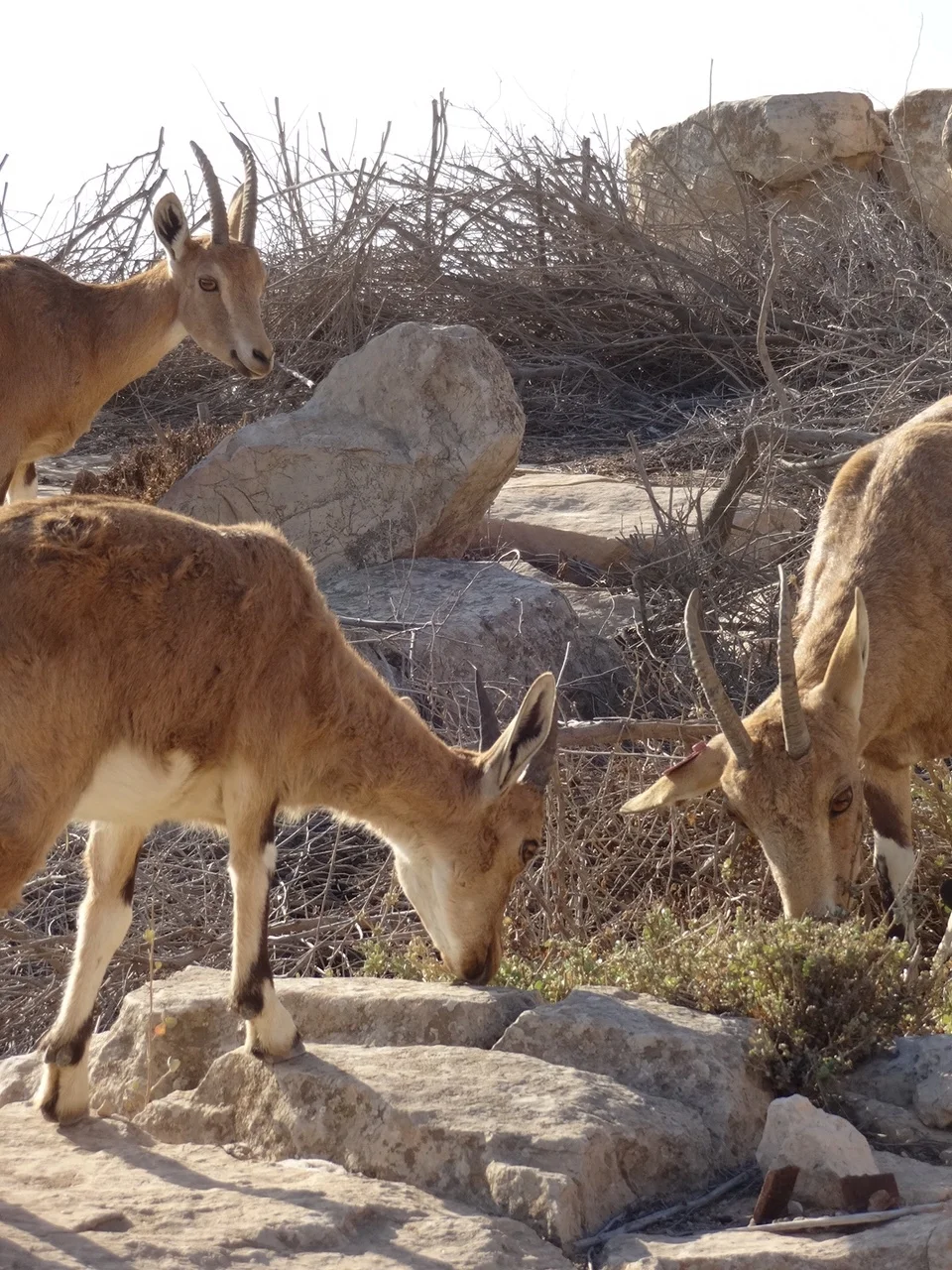 Ibexes at the Beresheet Hotel in the Negev . 