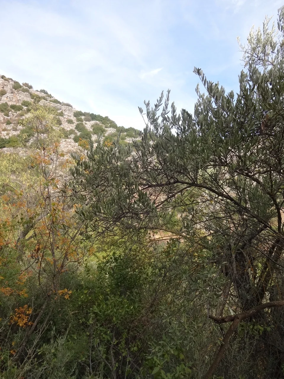 Walking the Amud Reserve, looking toward Tsfat