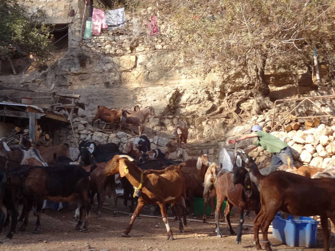 Shai Zeltzer's happy goats heading in to eat