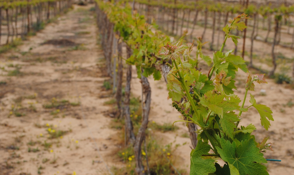 Rota Winery, Negev Desert. Photo by Katherine Martinelli courtesy Creative Commons .