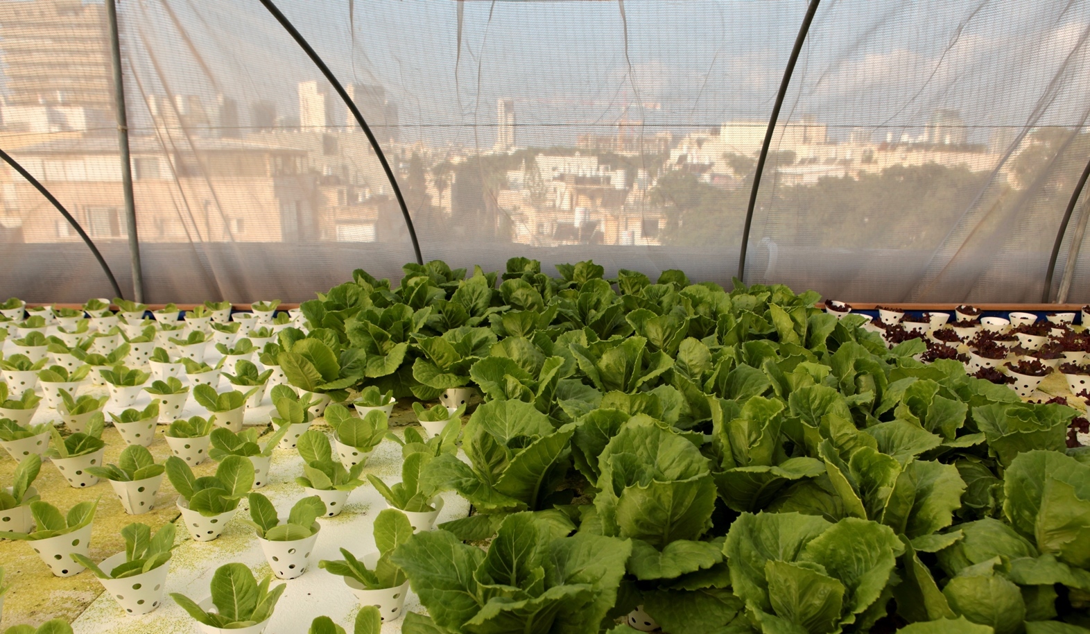Fresh greens grown in the middle of Tel Aviv. Photo by Mendi Falk