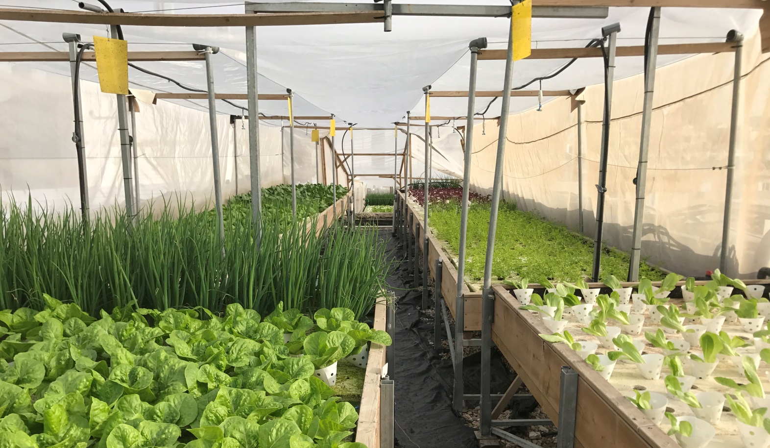 Veggies grown without dirt or pesticides. Photo by Viva Sarah Press