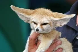 I'm gonna be honest. I have no idea what this thing is. It's maybe possessed. But its ears are cute, right?