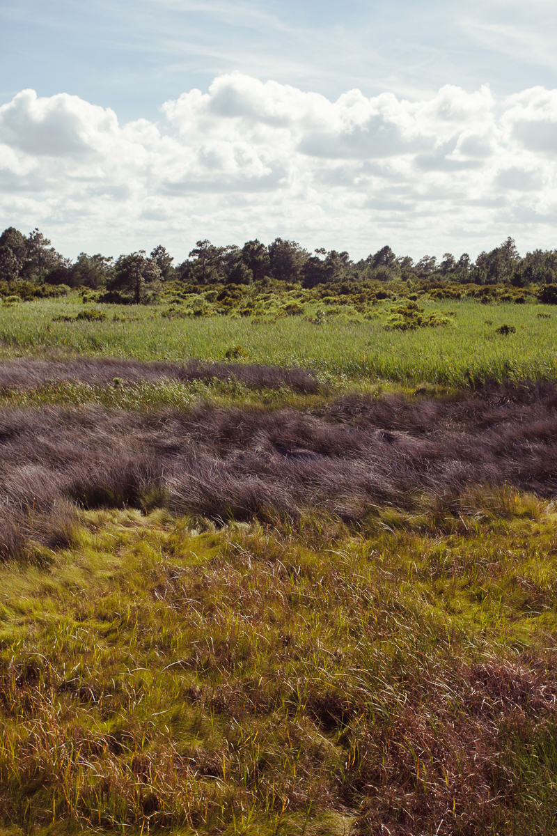 307_coastalgrasses_MG_9808.JPG