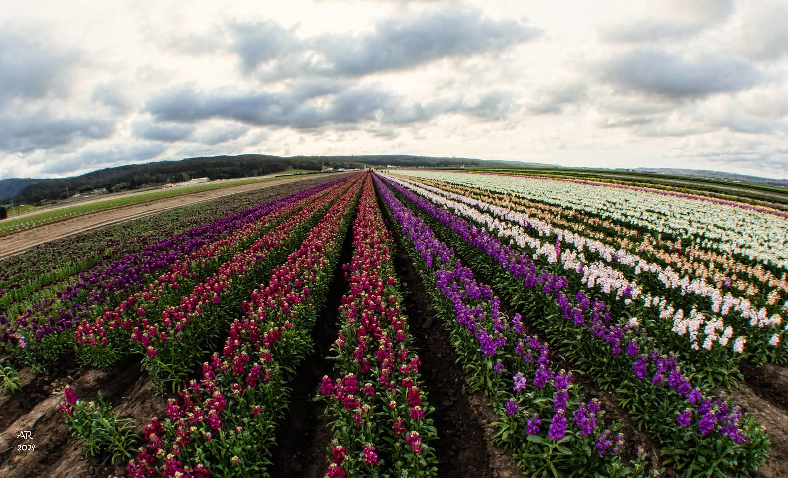 flower fields.jpg