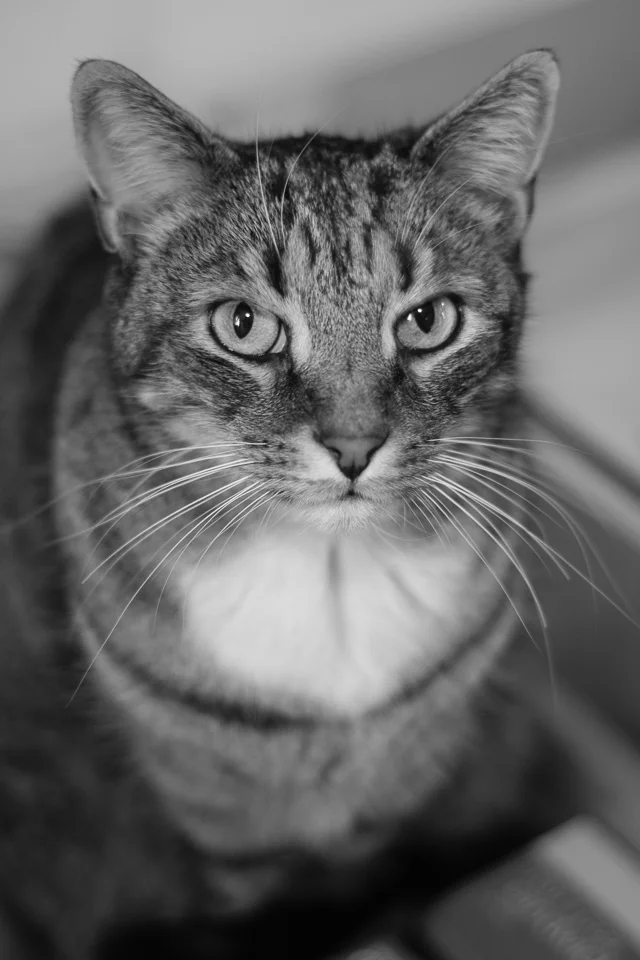 27.Tiger.jpg
