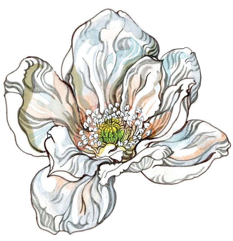 Magnolia - The Guardian