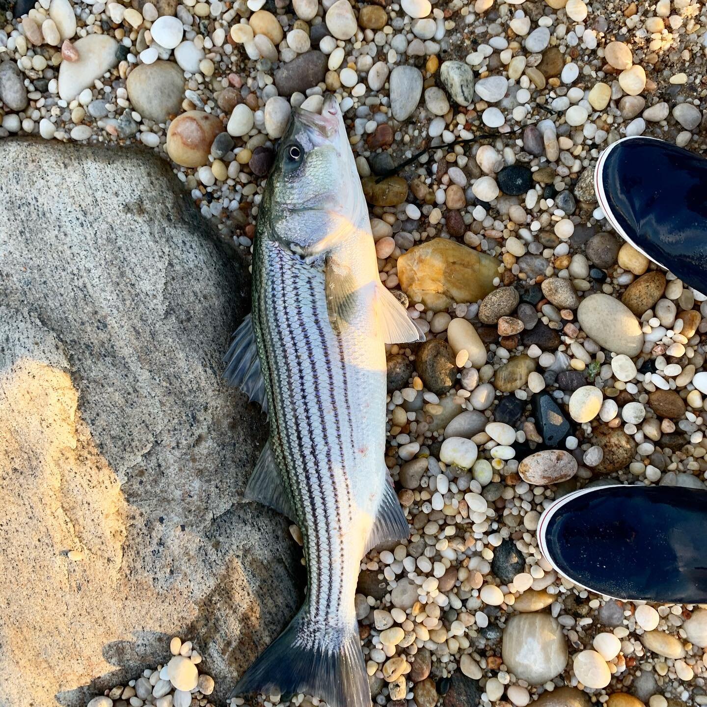 📍North Fork, LI  Today&rsquo;s conversation with my buddy Jimmy at the beach: &ldquo;I lost a colossal blackfish before you got here. Had to be 20+&rdquo;. I feel like it&rsquo;s the same fish we&rsquo;re breaking hooks on. I think we got a fish out