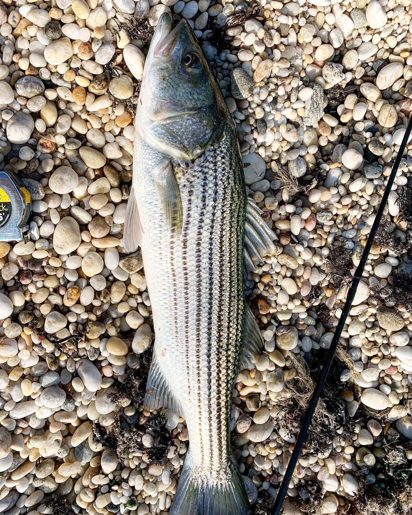 📍Orient, NY. Couple keepers from last week. Hoping the Fall run will continue 🤔
.
.
.
.
#fish #fishing #stripedbass #bass #striper #offthesurf #surfcasting #northfork #nofo #longisland #longislandsound #fall #fall2020 #fallrun #fallmigration #migra