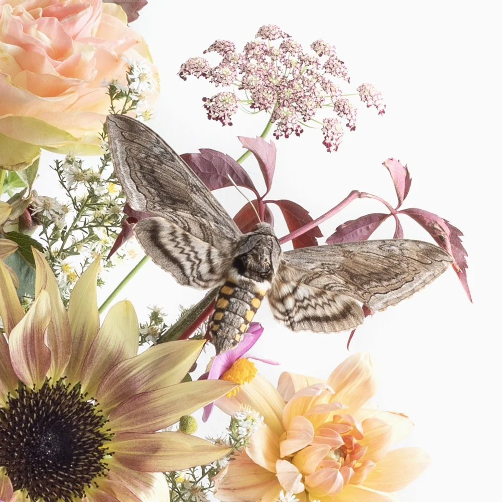 CS#26_Asters&Sphynx Moth_Detail1.jpg