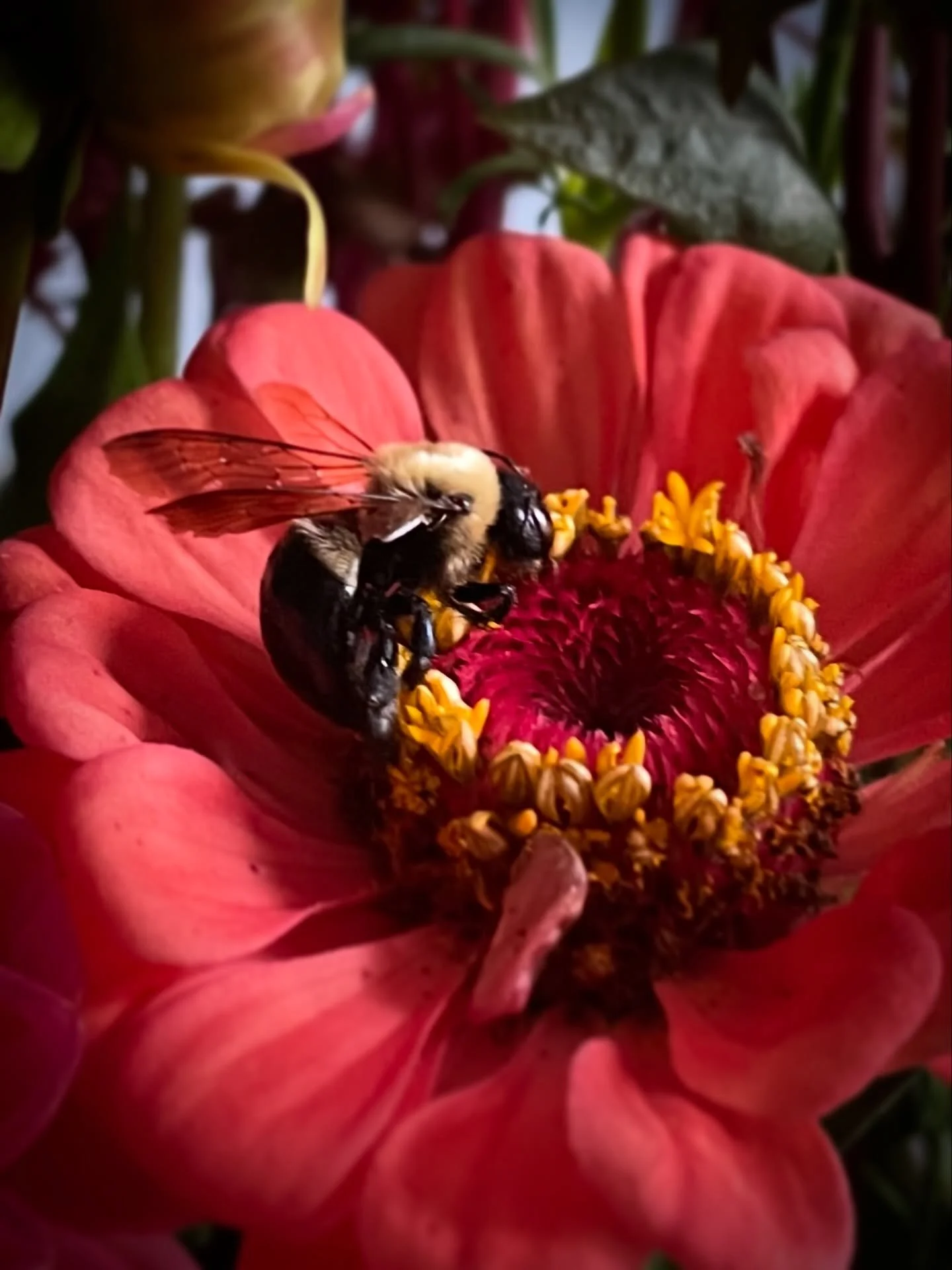 A Zinnia and a bee for the flower advent calendar. 5 days until the solstice.