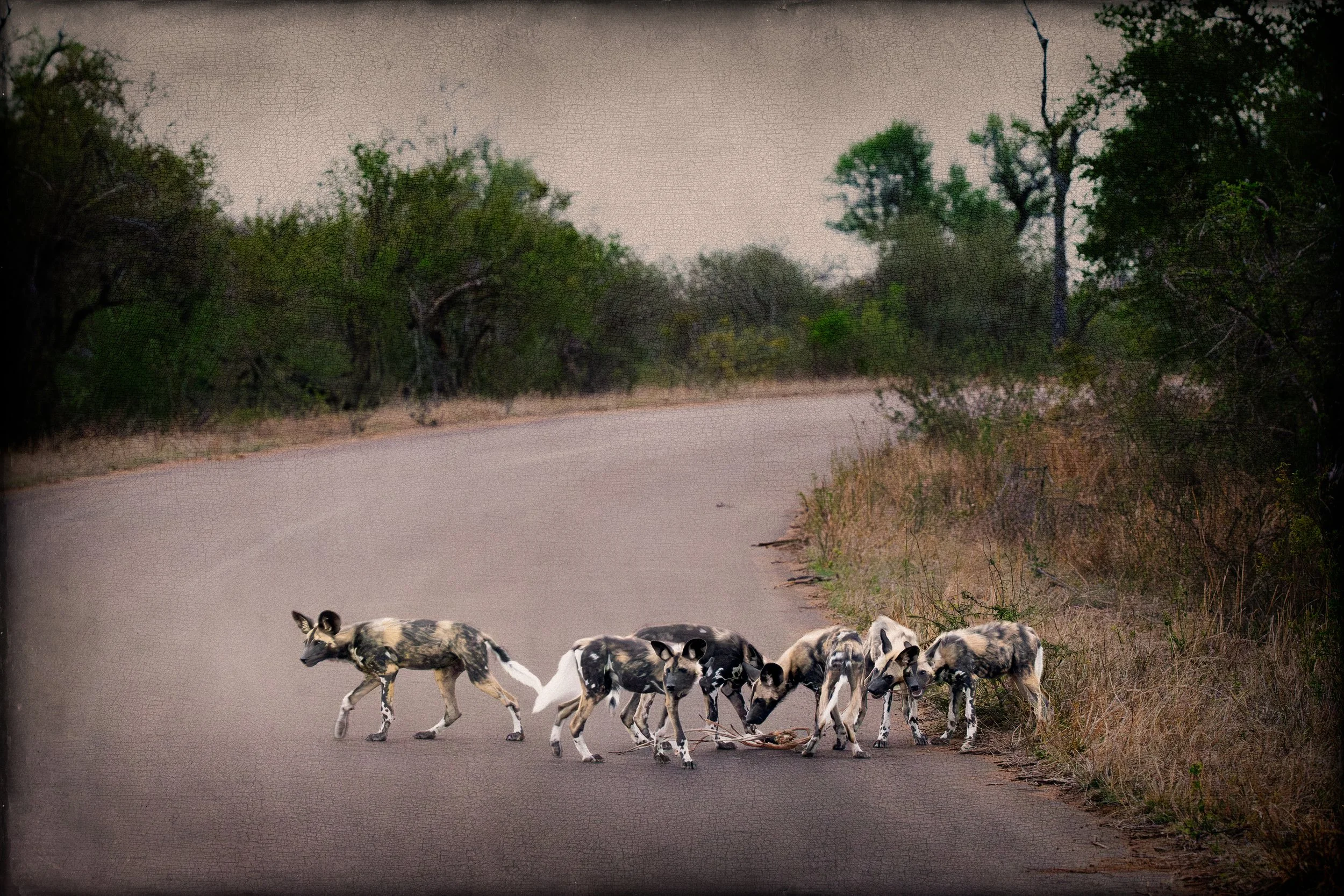 2025_AFRICA_KRUGER NATIONAL PARK_DOG_AFRICAN WILD DOG_PAINTED DOG_BC-4.jpg