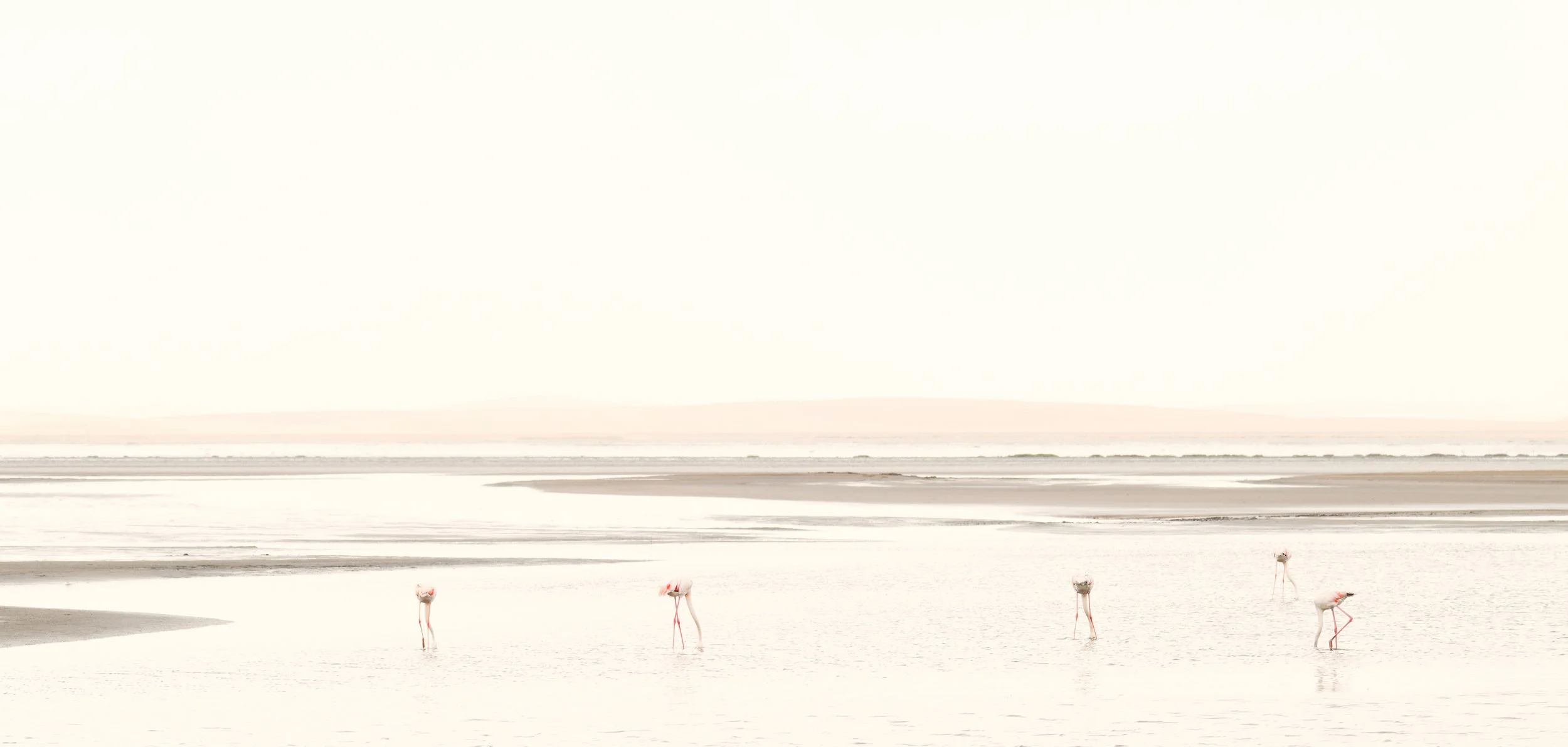 2025_NAMIBIA_SKELETON COAST_FLAMBOYANCE_FLAMINGO_BC-58.jpg