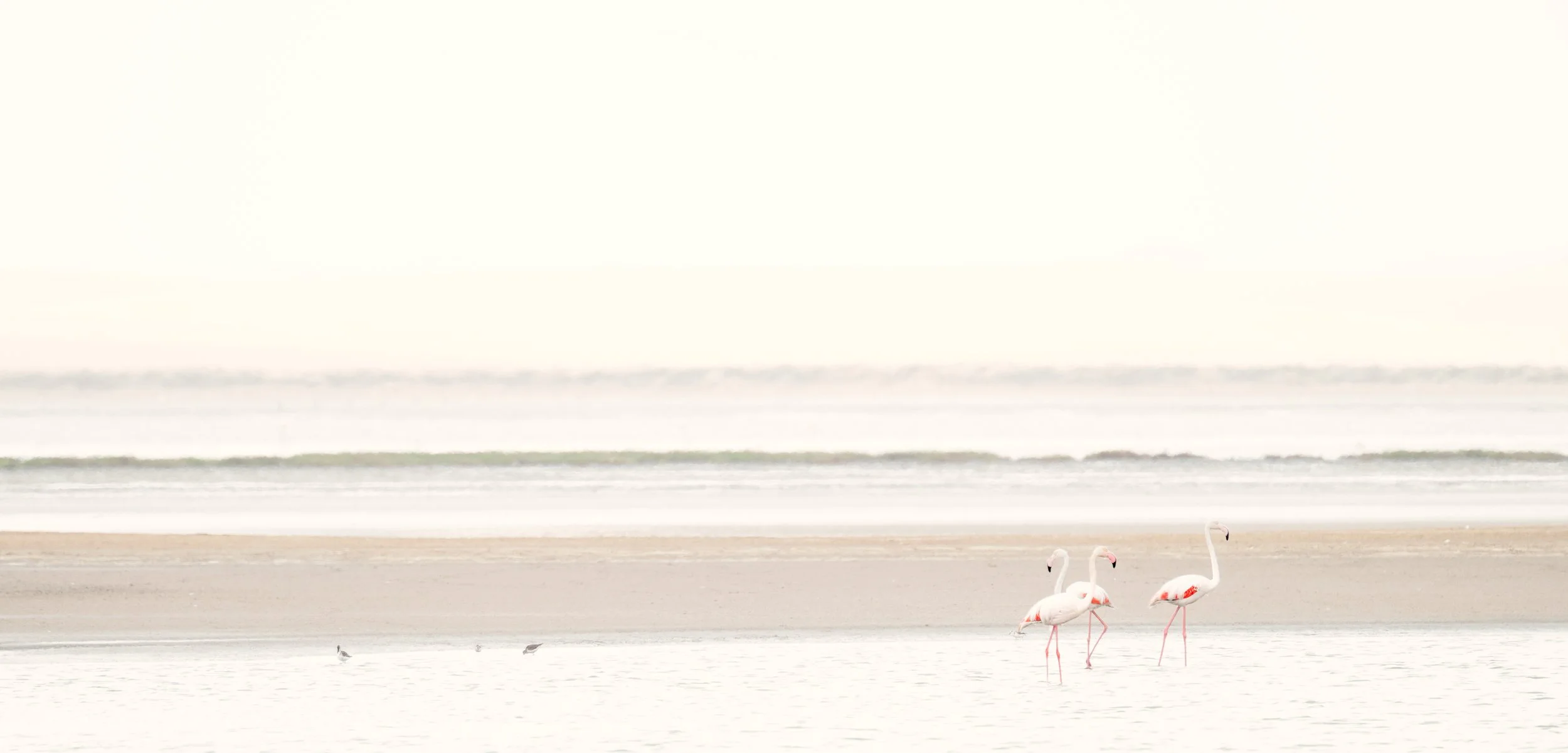 2025_NAMIBIA_SKELETON COAST_FLAMBOYANCE_FLAMINGO_BC-60.jpg