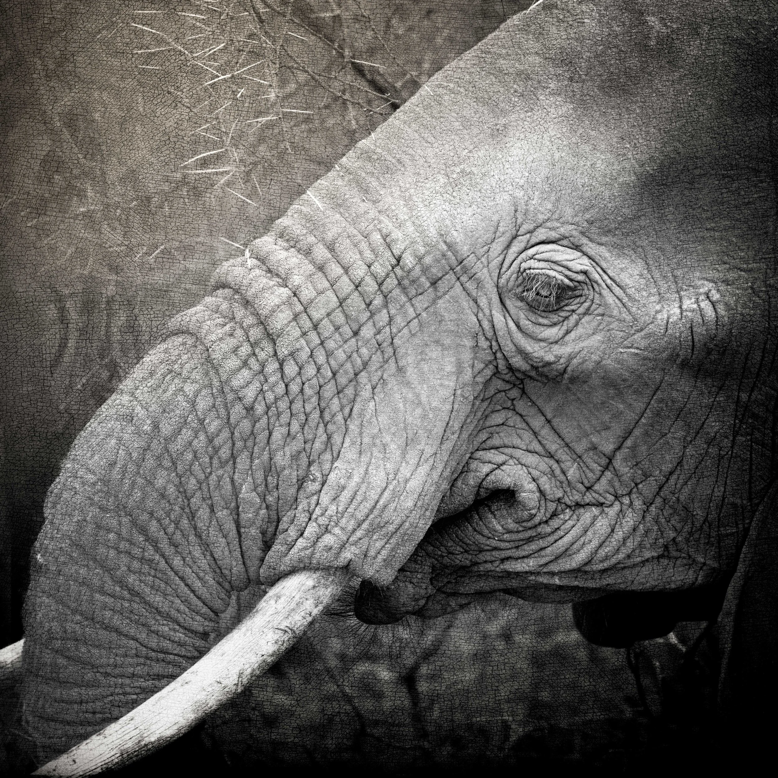 2025_AFRICA_KRUGER NATIONAL PARK_ELEPHANT_BC-4 copy.jpg