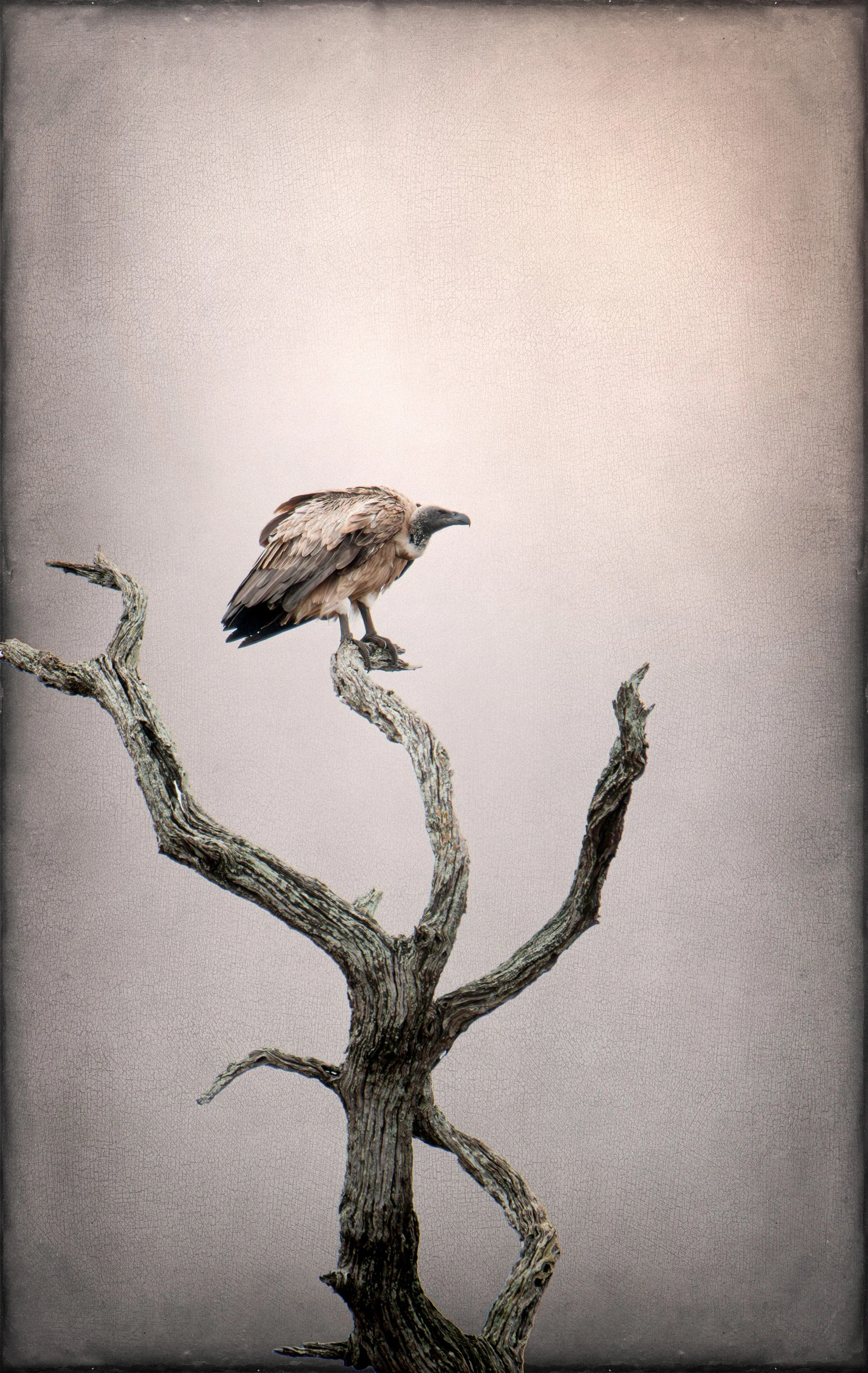 2025_AFRICA_KRUGER NATIONAL PARK_BIRD_WHITE BACKED VULTURE_BC-1.jpg