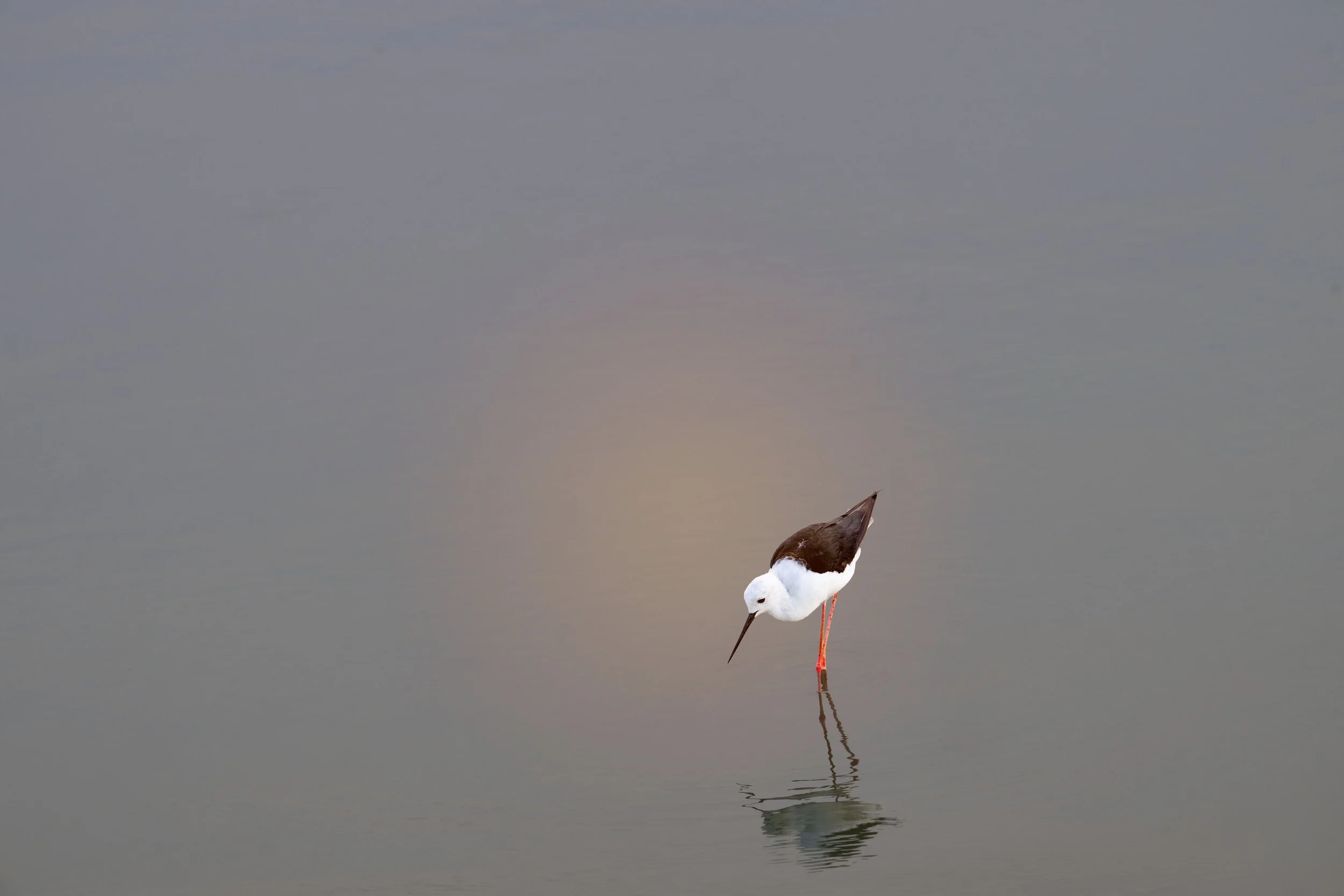 2025_AFRICA_KRUGER NATIONAL PARK_BIRD_BLACK WINGED STILT_BC-7.jpg