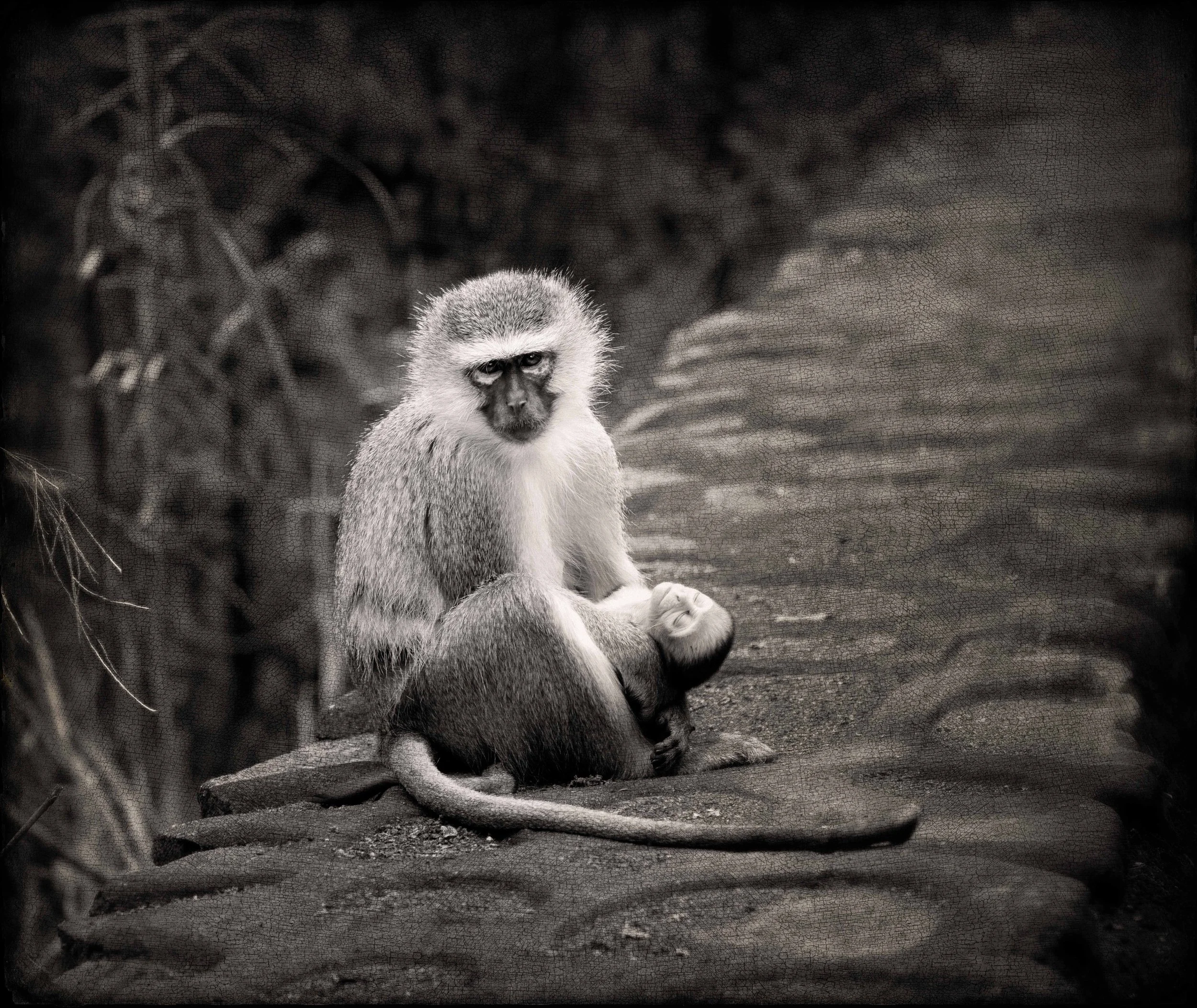 2025_AFRICA_KRUGER NATIONAL PARK_ANIMAL_MONKEY_VERVET MONKEY_BC-11-Edit.jpg