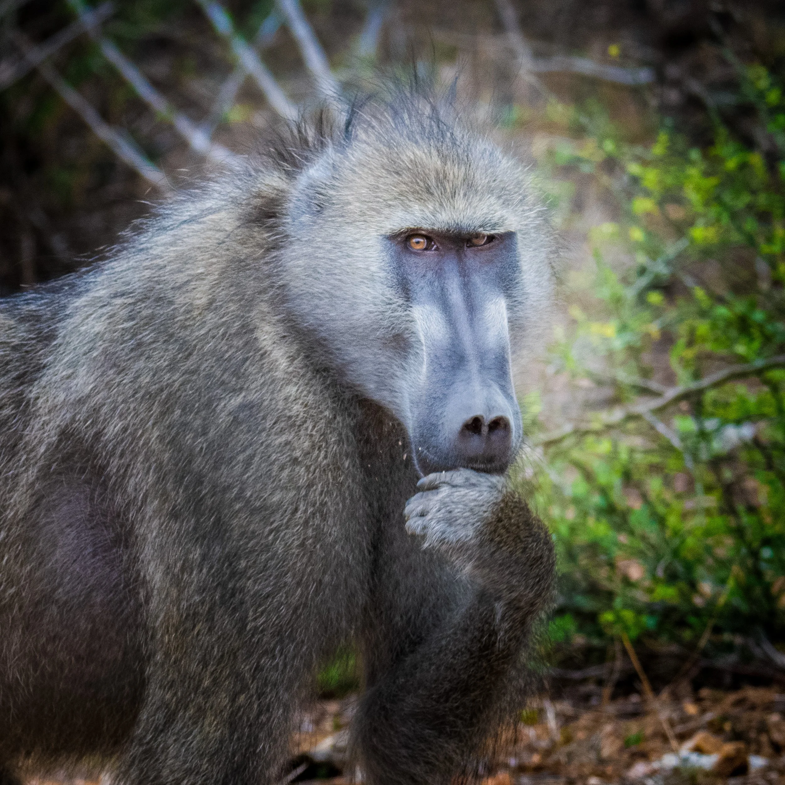 2025_AFRICA_KRUGER NATIONAL PARK_ANIMAL_CHACMA BABOON_BC-1.jpg
