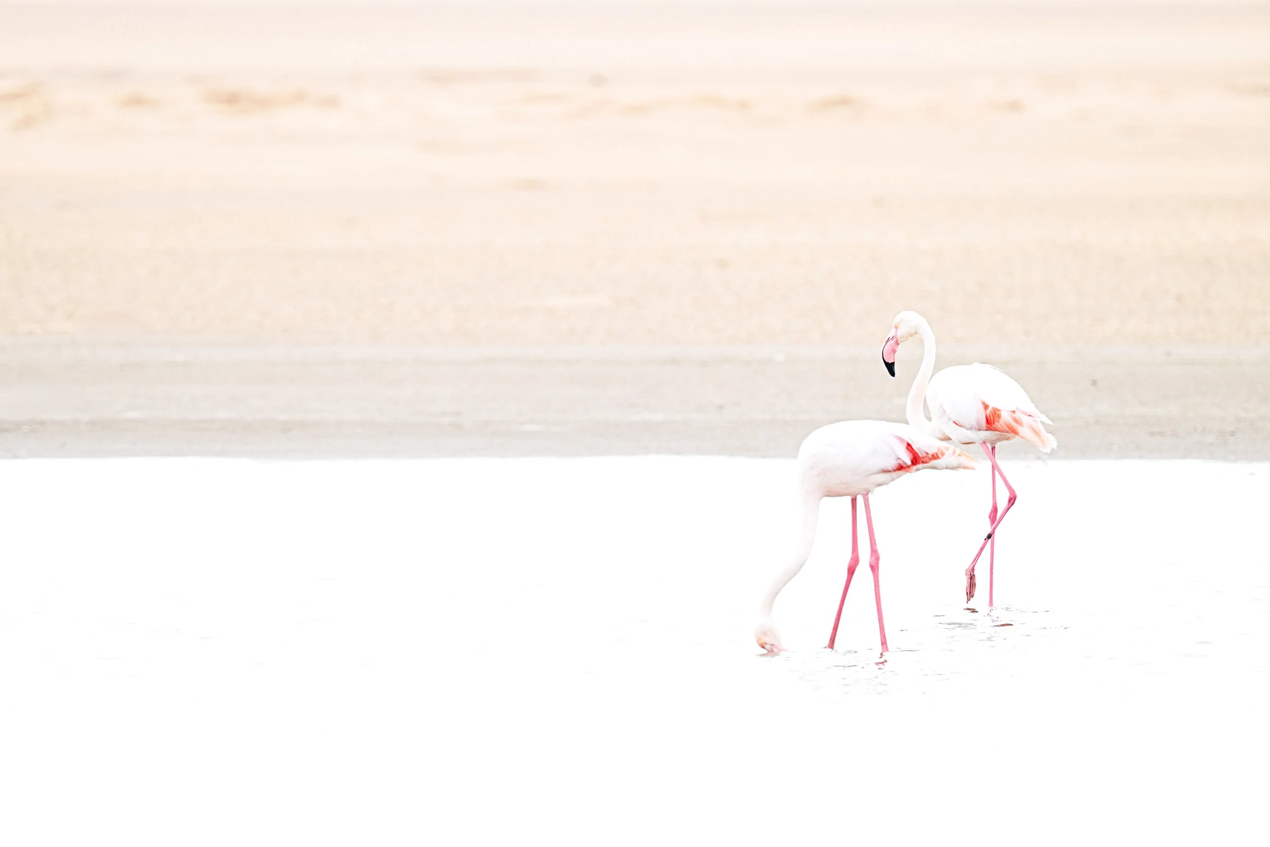 _BCS3673-Edit.jpg