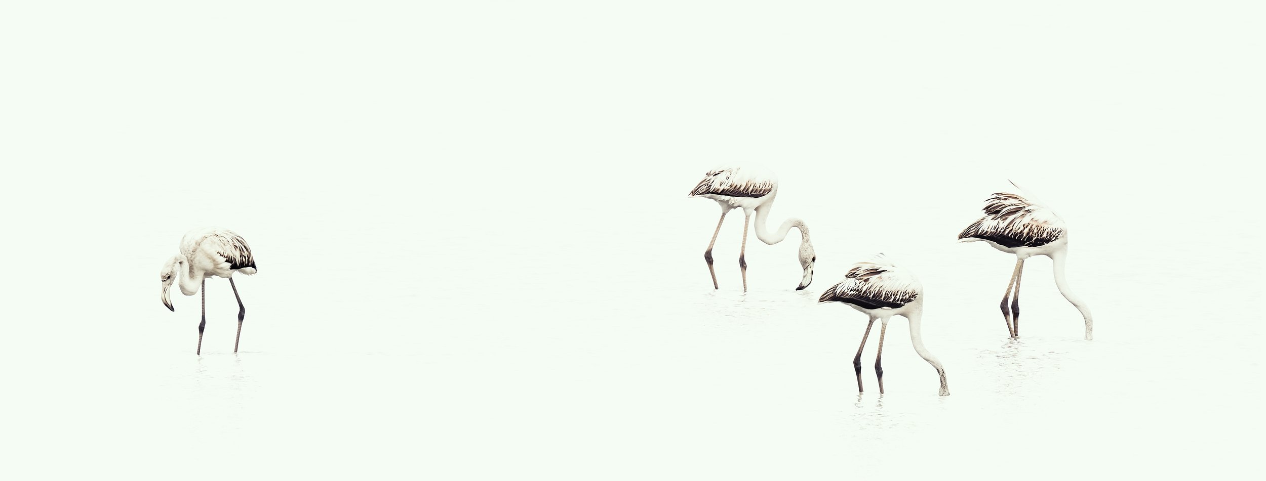 "Flamboyance in Green"