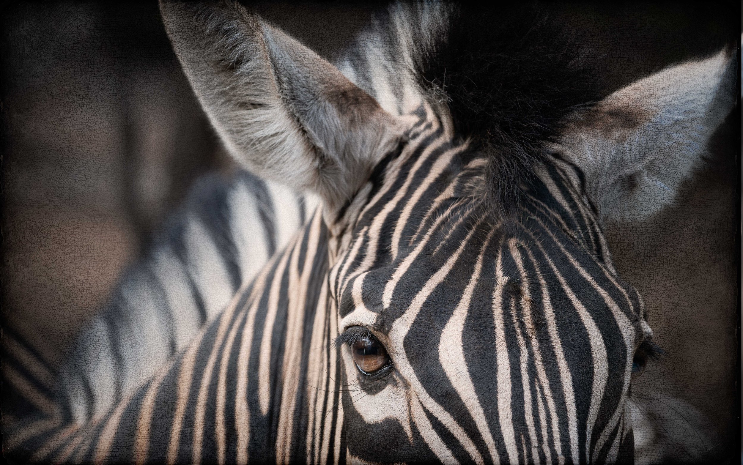 "Zebra #2"