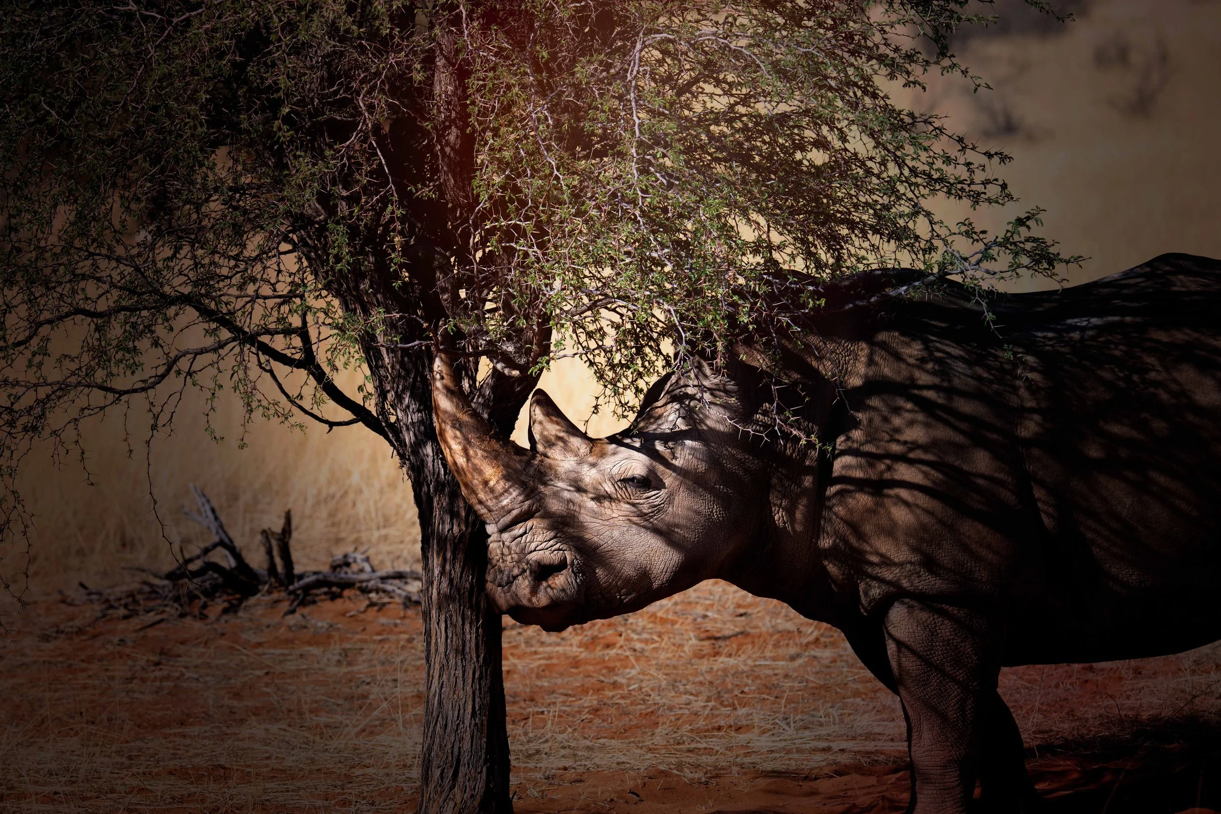 2025_AFRICA_NAMIBIA_RHINOCEROS_BLACK RHINOCEROS_BS-1.jpg