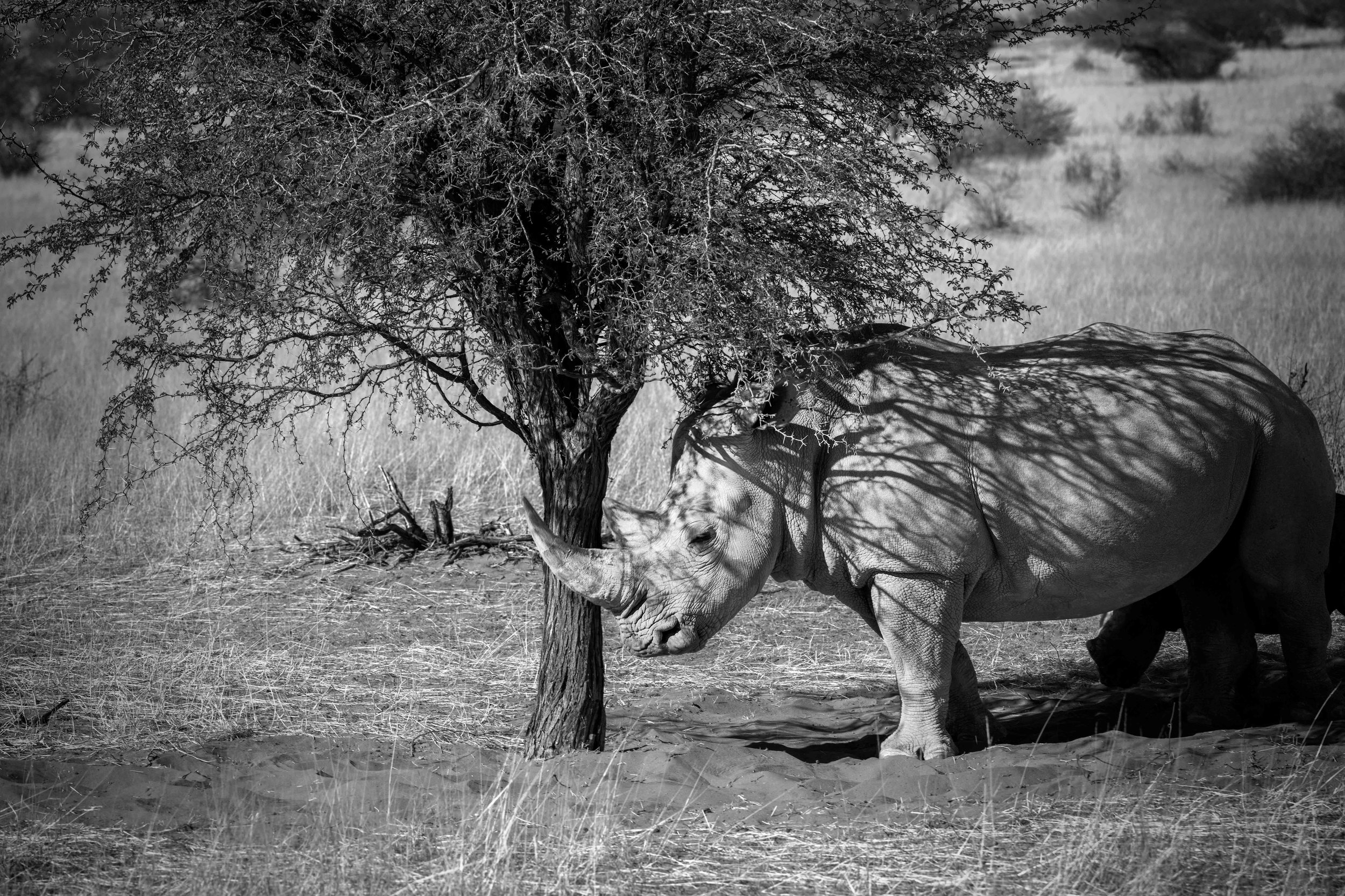 2025_AFRICA_NAMIBIA_RHINOCEROS_BLACK RHINOCEROS_BS-2.jpg