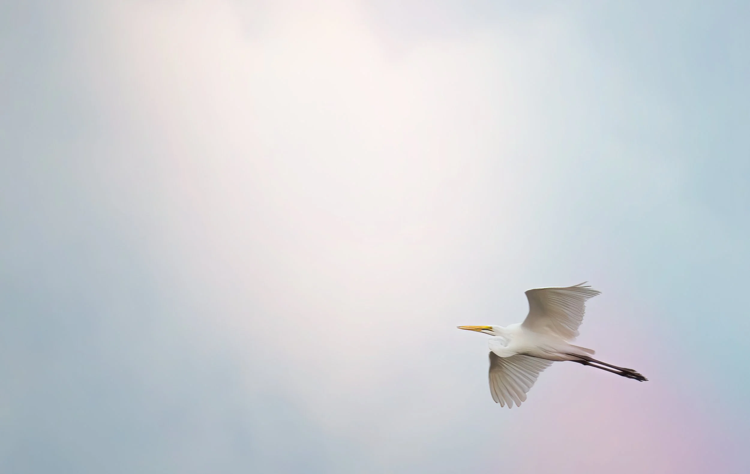2025_LIVINGSTON SOUTH AFRICA_BIRDS_GREAT EGRET_BC-4-Edit.jpg