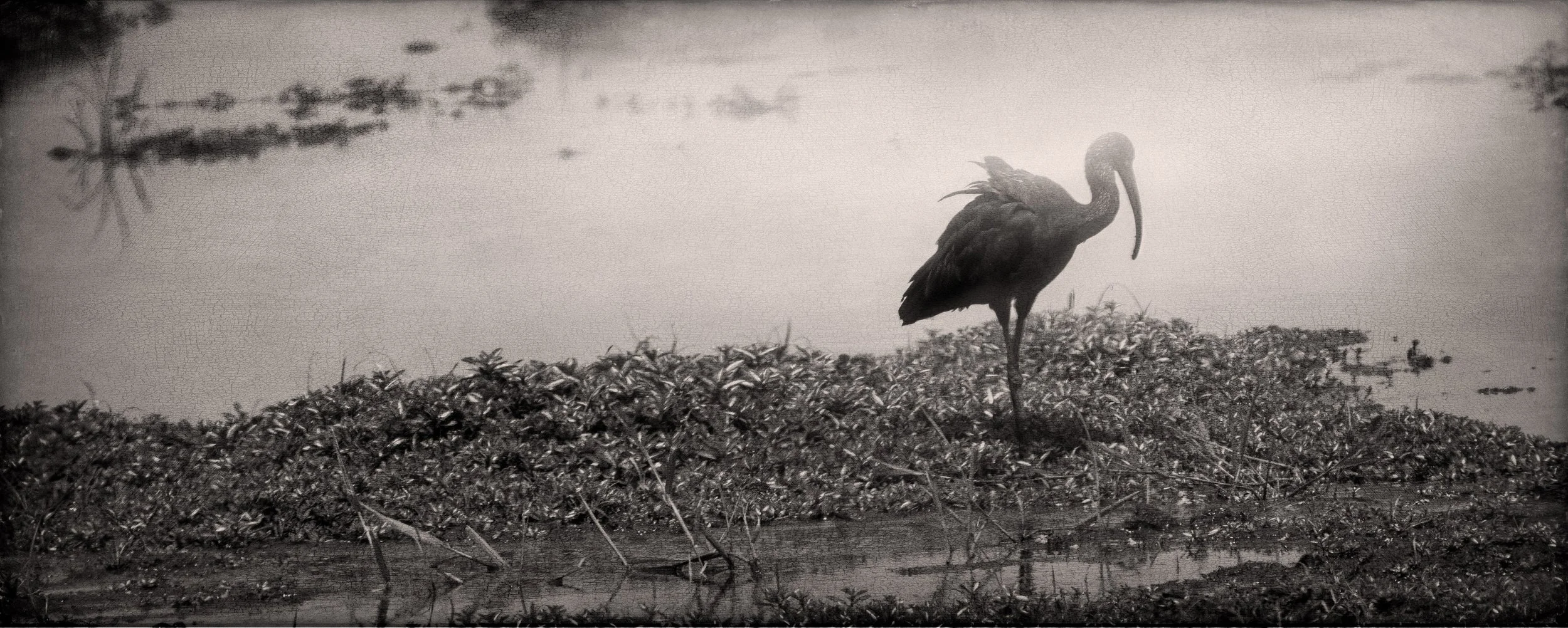 2025_LIVINGSTON SOUTH AFRICA_BIRDS_GLOSSY IBIS_BC-1-Edit.jpg