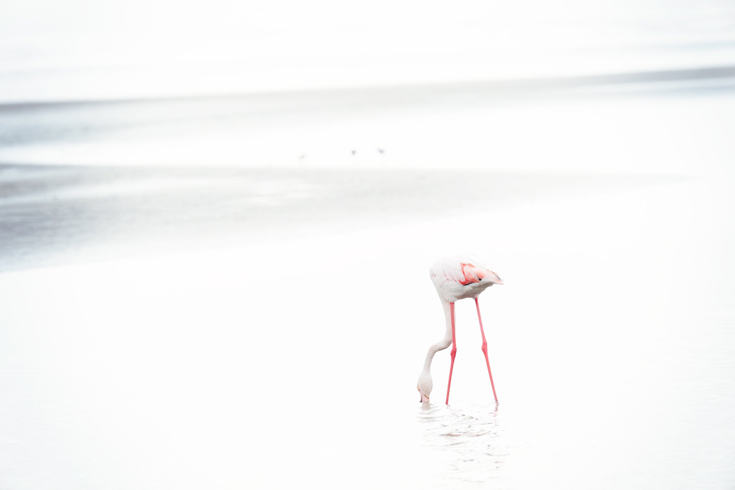 2025_NAMIBIA_NUBIAN_DESERT_BIRDS_FLAMINGO_BC-7.jpg