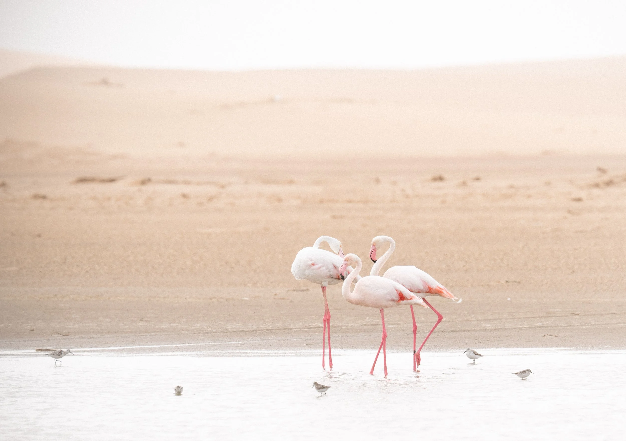 2025_NAMIBIA_SKELETON COAST_FLAMBOYANCE_FLAMINGO_BC-41.jpg