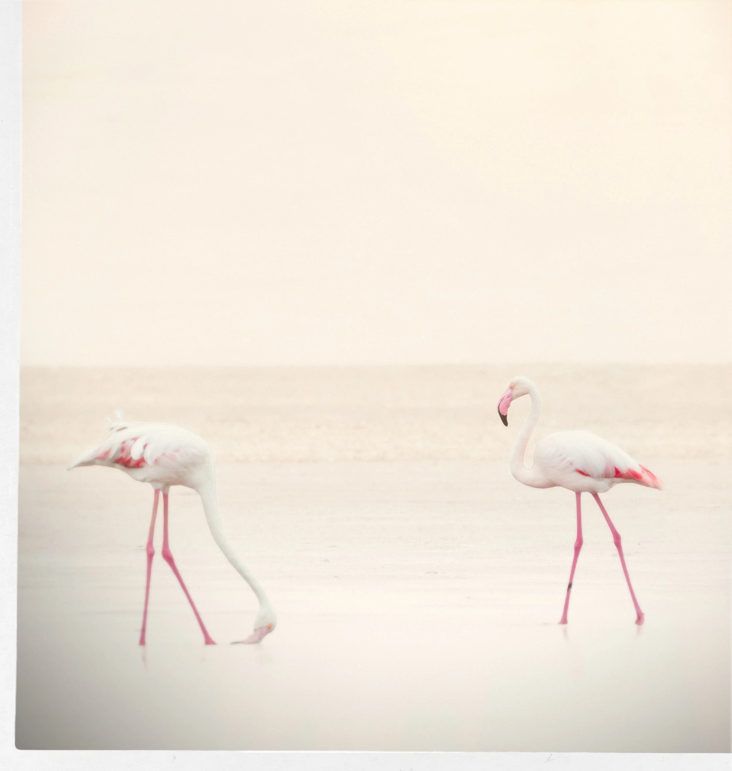 2025_NAMIBIA_SKELETON COAST_FLAMBOYANCE_FLAMINGO_BC-53.jpg
