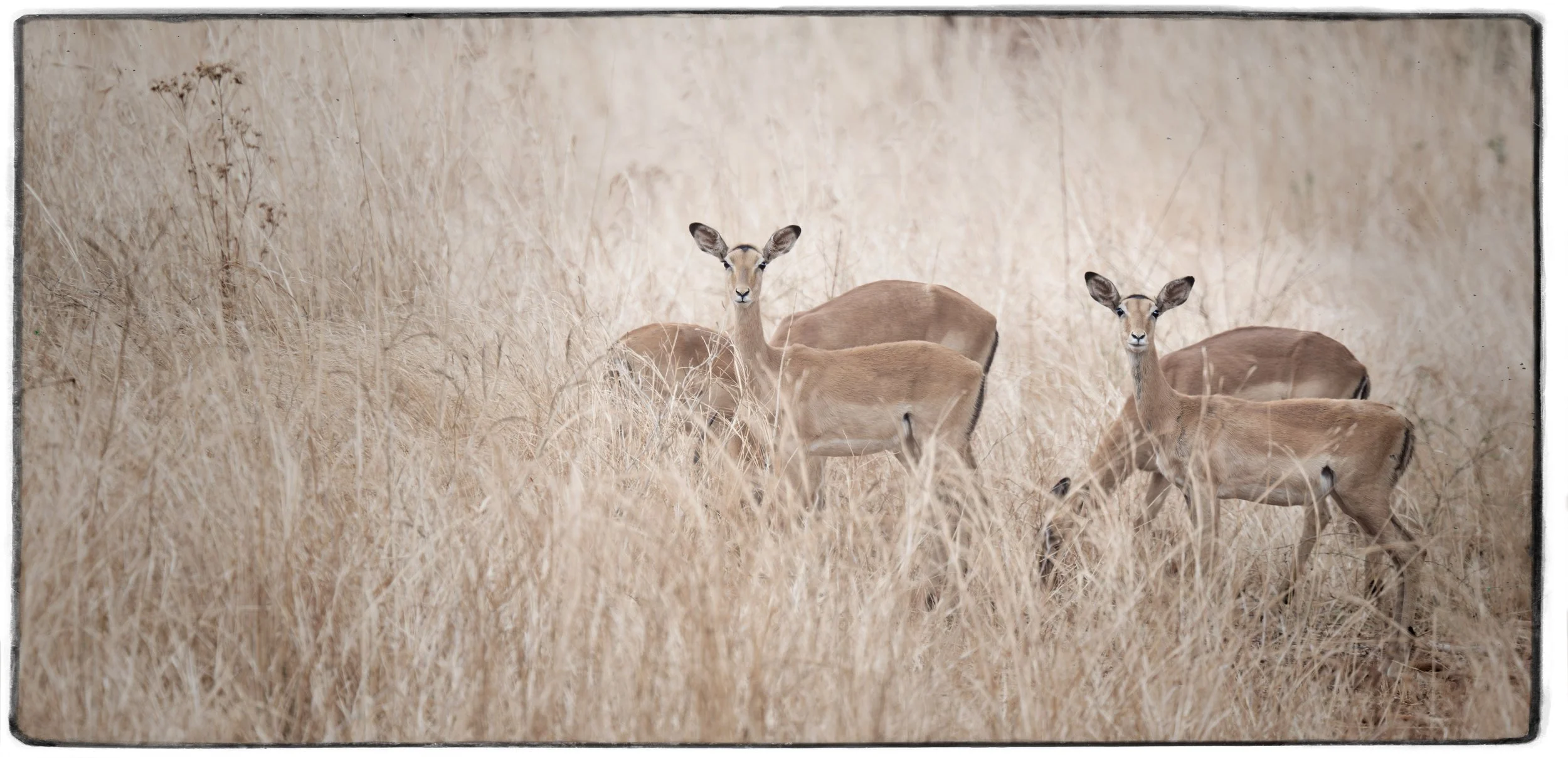 2025_SOUTH AFRICA_ZAMBIA_IMPALA_GAZELLE_BC-14.jpg