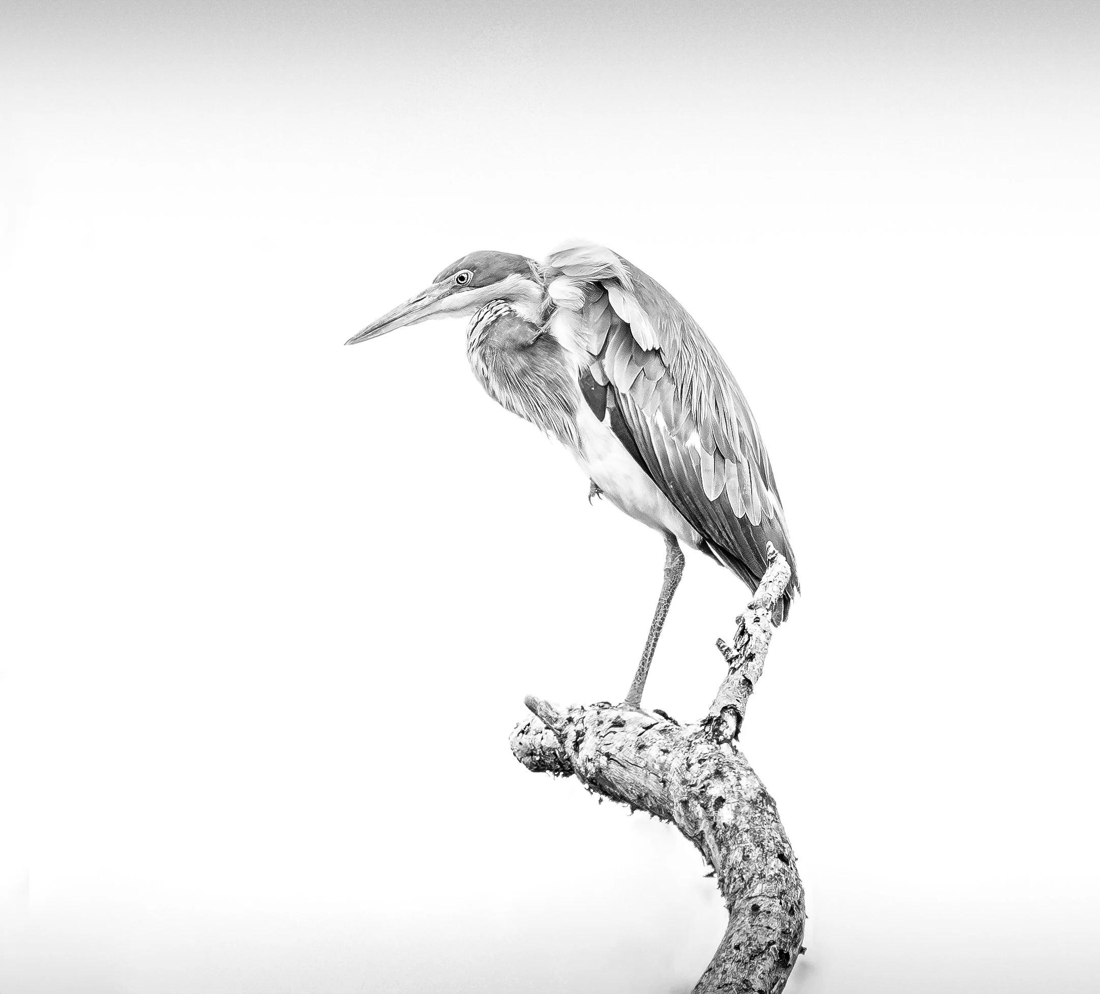2025_SOUTH AFRICA_ZAMBIA_BIRDS_HERON_BLACK HEADED HERON_BC-2.jpg