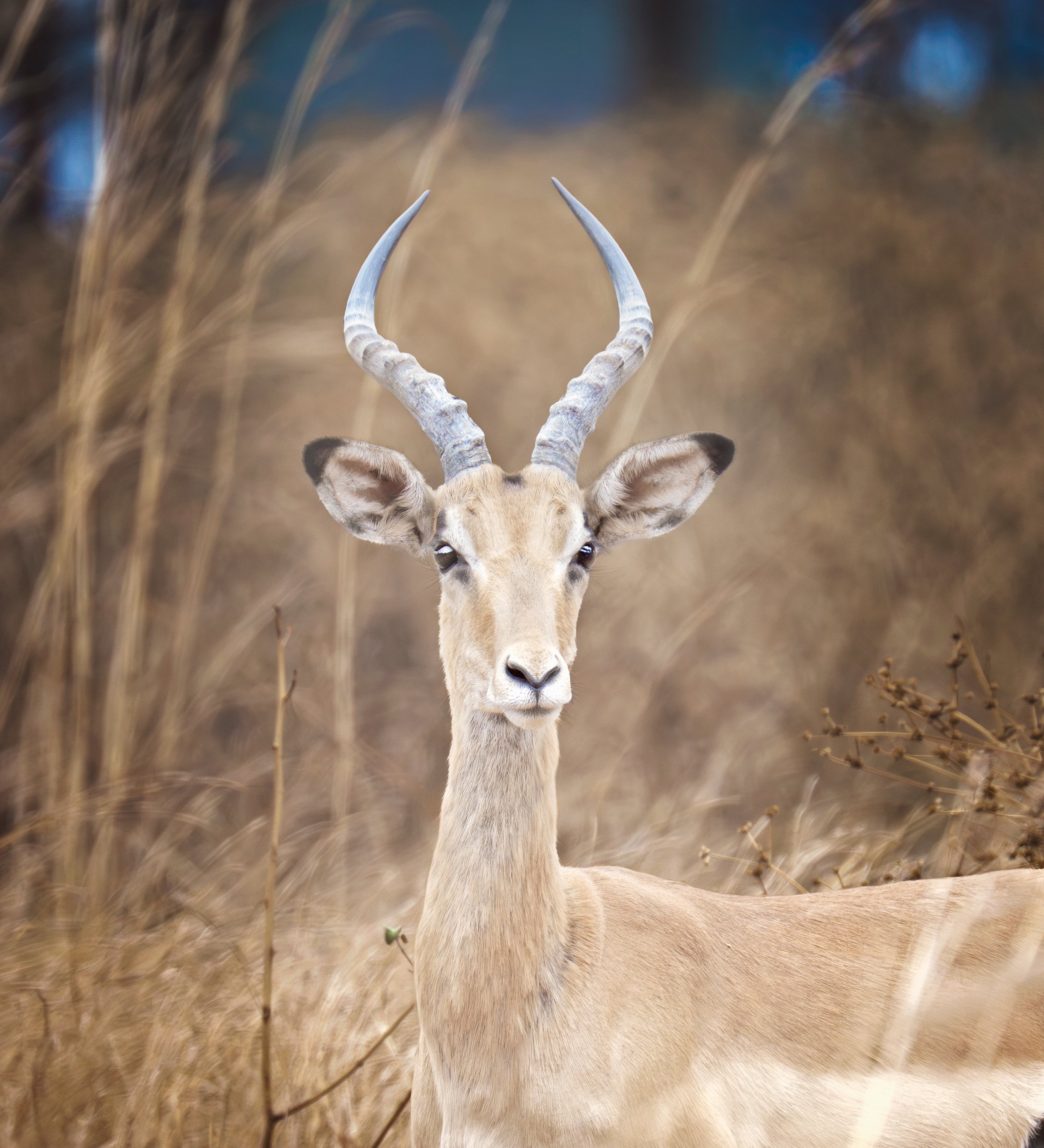 2025_SOUTH AFRICA_ZAMBIA_IMPALA_GAZELLE_BC-1-Edit.jpg