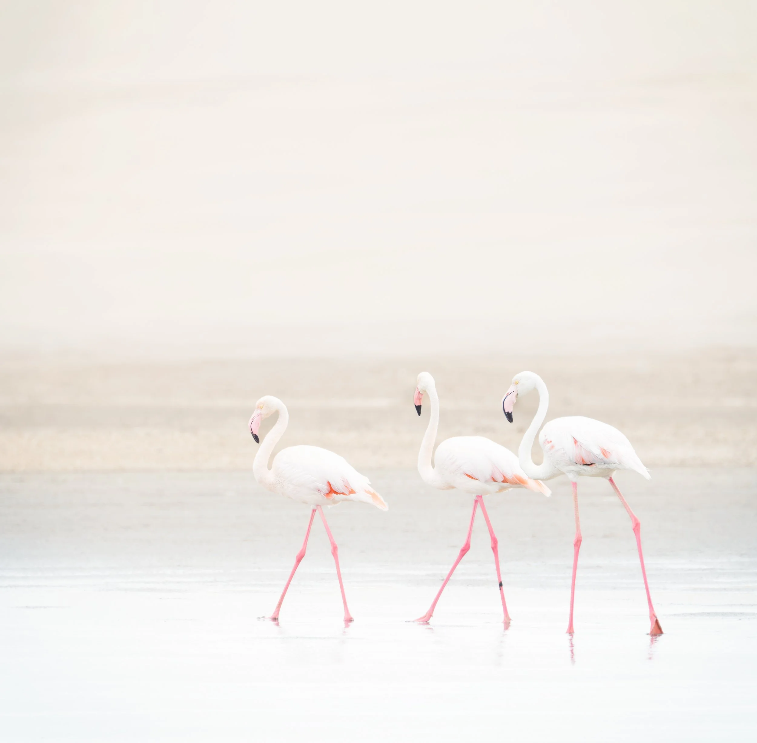 2025_NAMIBIA_SKELETON COAST_FLAMBOYANCE_FLAMINGO_BC-54.jpg