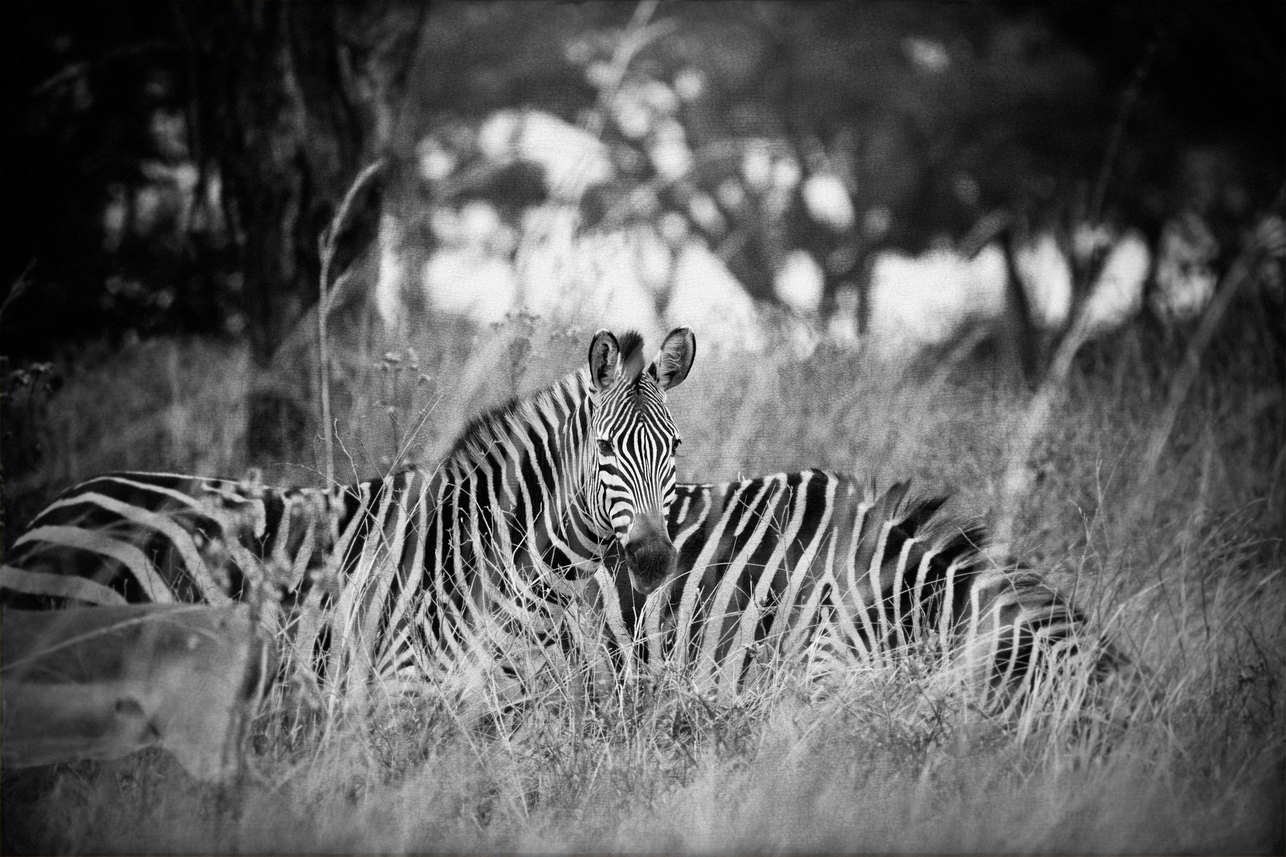 2025_SOUTH AFRICA_ZAMBIA_ZEBRA_BC-1.jpg