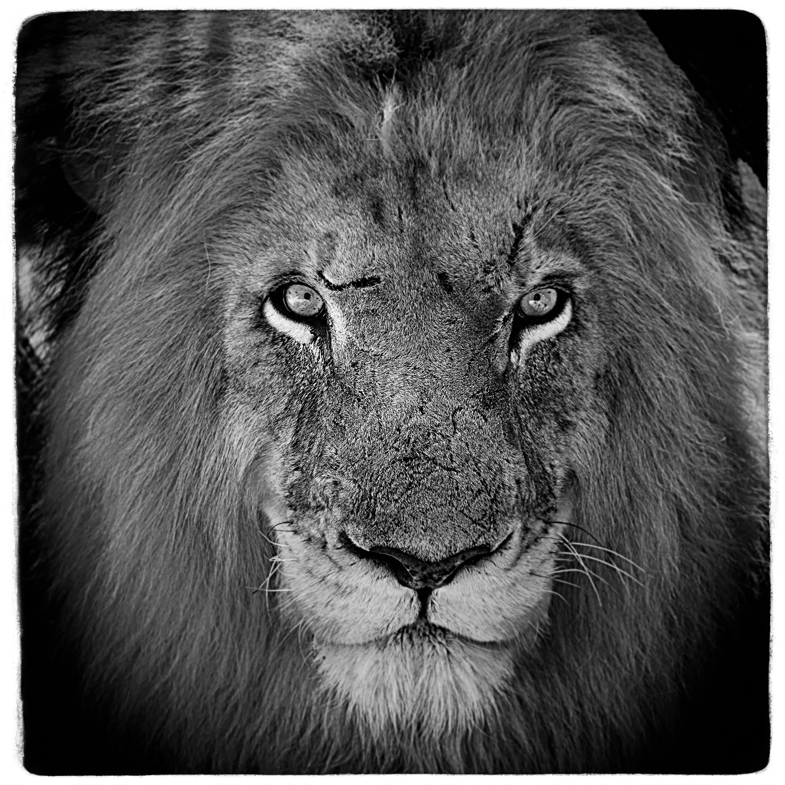2025_AFRICA_SOUTH AFRICA_UKUTULA WILDLIFE REFUGE_LION_MALE LION_BC-4.jpg