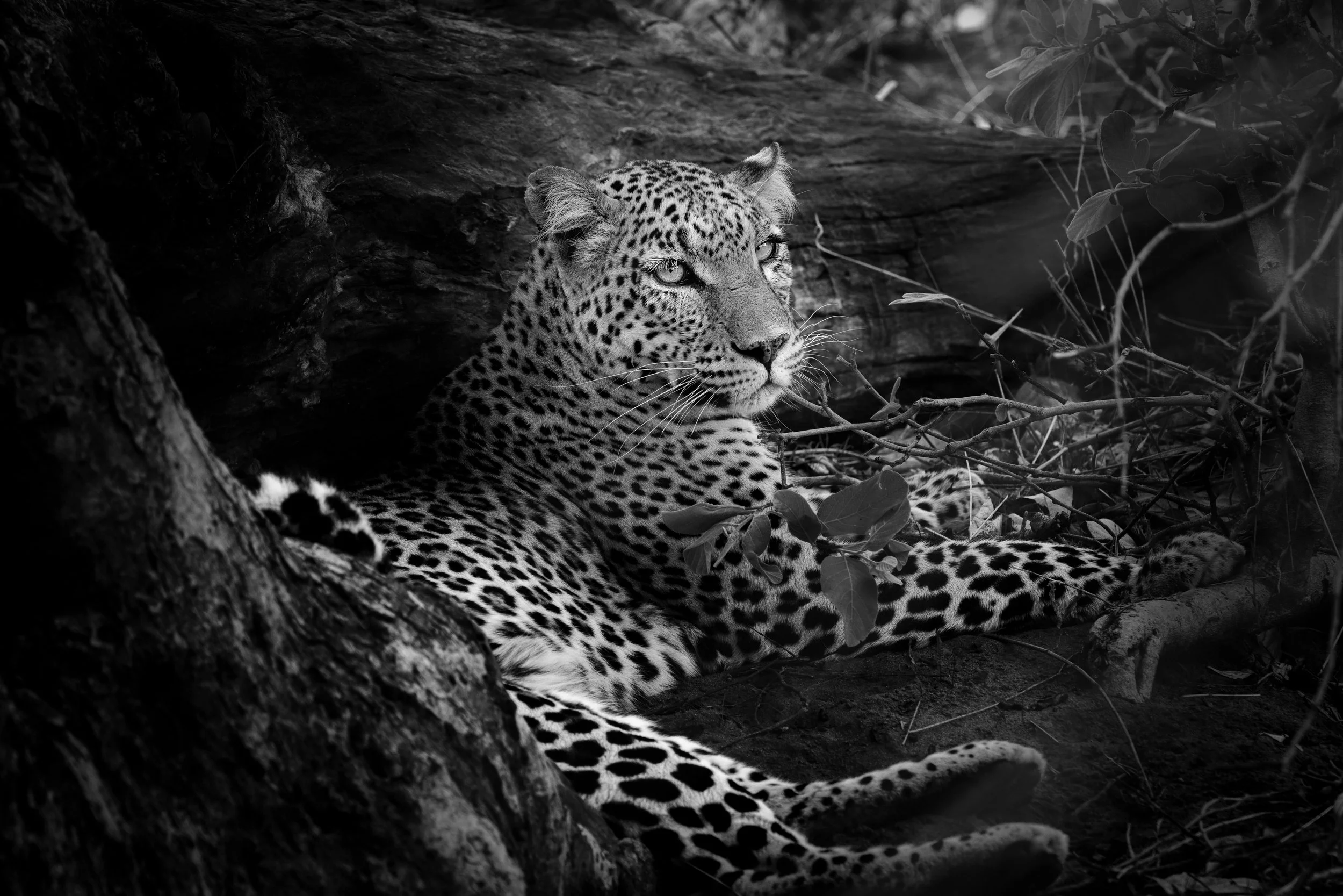 2025_BOTSWANA_CHOBE NATIONAL PARK_LEOPARD_FEMALE LEOPARD_BC-30 copy.jpg